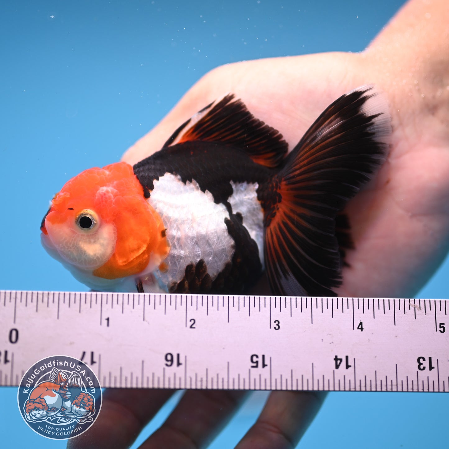 Tricolor Oranda 3 inches Body (250530_OR14)
