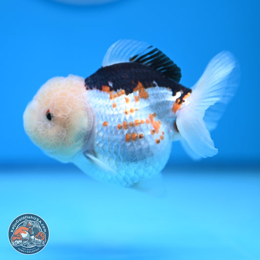 Tricolor Oranda 3.5-4.5 inches (241004_OR14) - Kaiju Goldfish USA