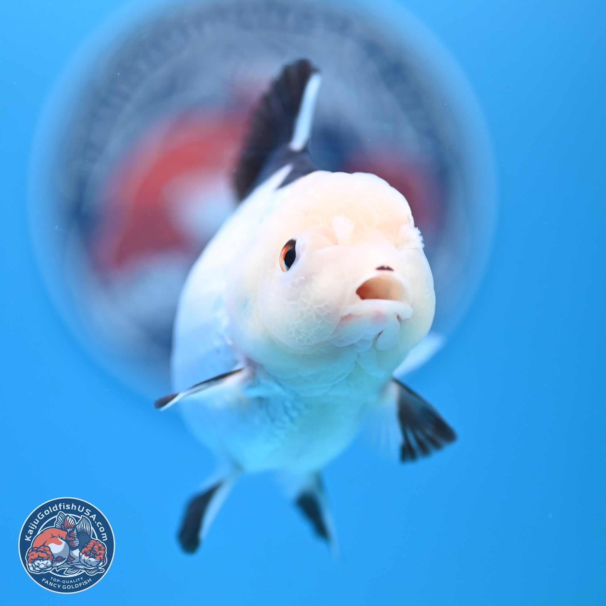 Panda Oranda 3.5-4.5 inches (240913_OR14) - Kaiju Goldfish USA