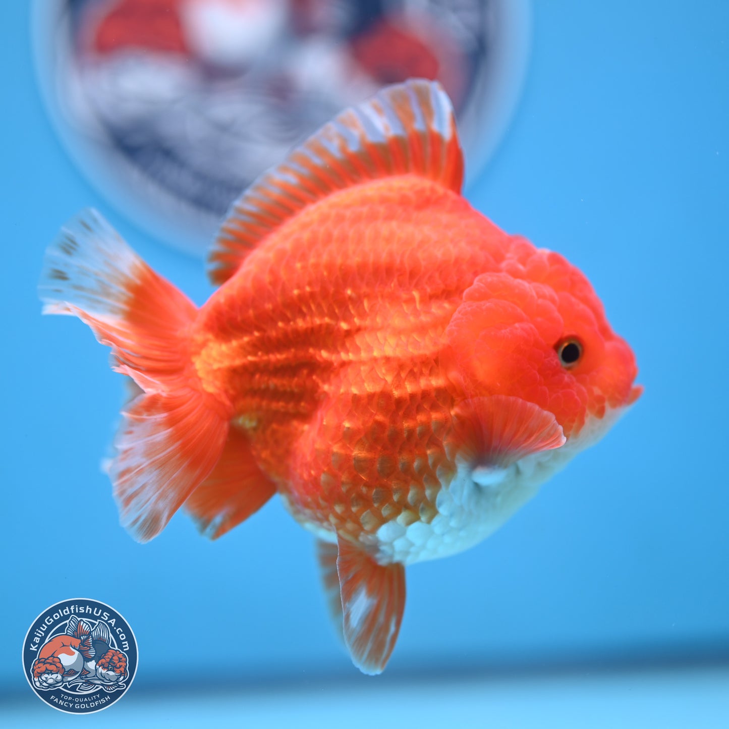 Red White YuanBao Oranda 3.5 inches Body - Female (250103_OR14) - Kaiju Goldfish USA