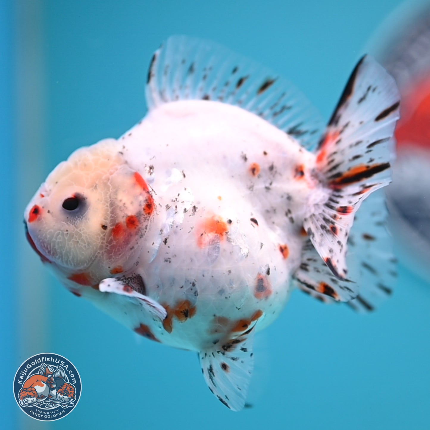 Shogun Calico Oranda 3.75 inches Body - Female (250131_OR14)