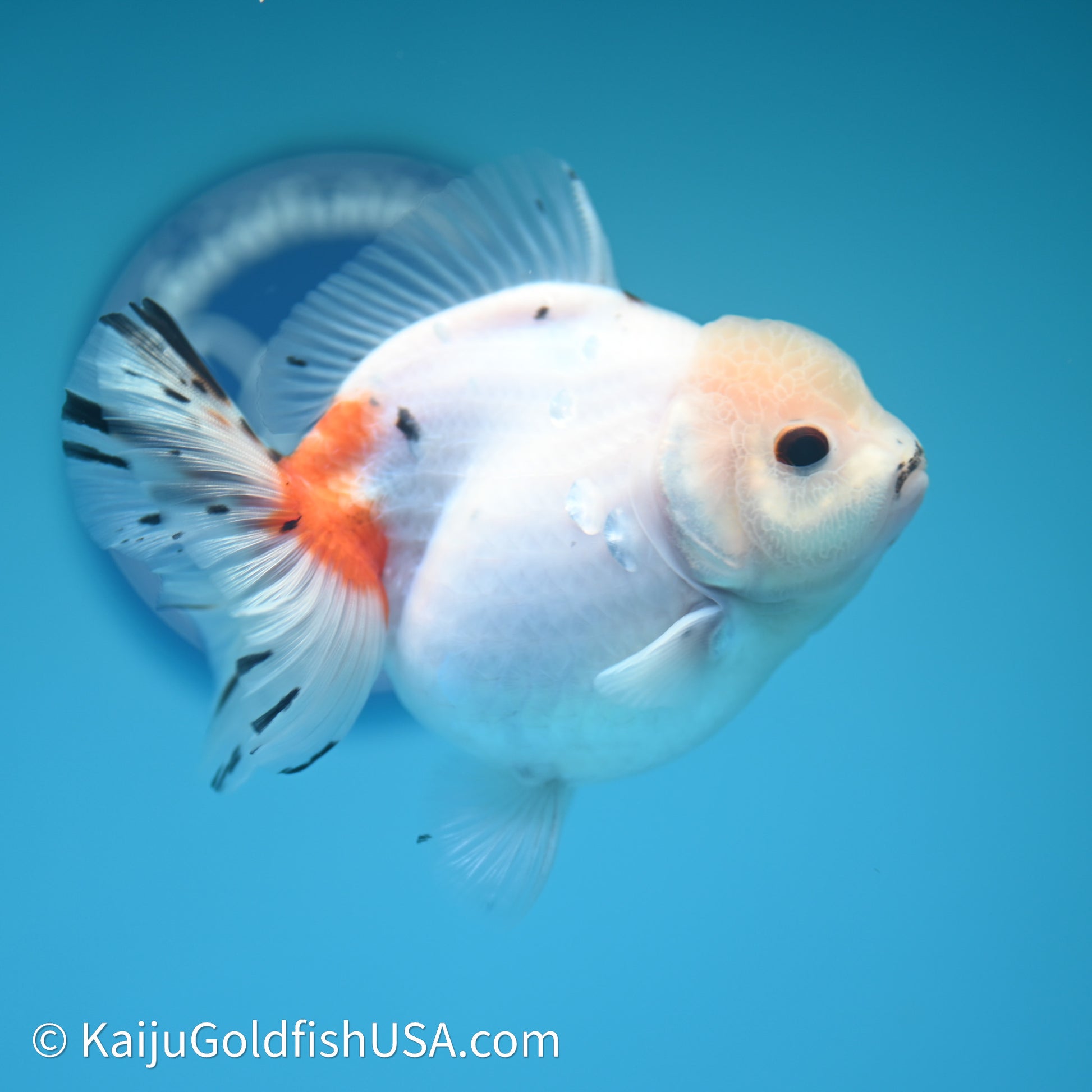 Shogun Godzilla Calico Oranda 3.75in Body (240614_OR14) - Kaiju Goldfish USA