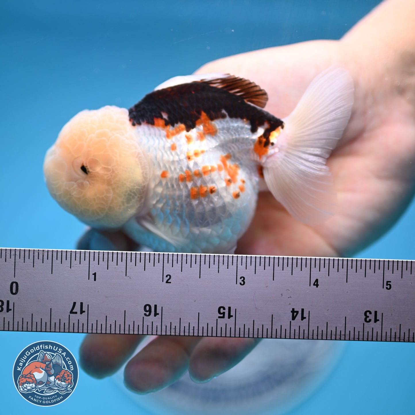 Tricolor Oranda 3.5-4.5 inches (241004_OR14) - Kaiju Goldfish USA