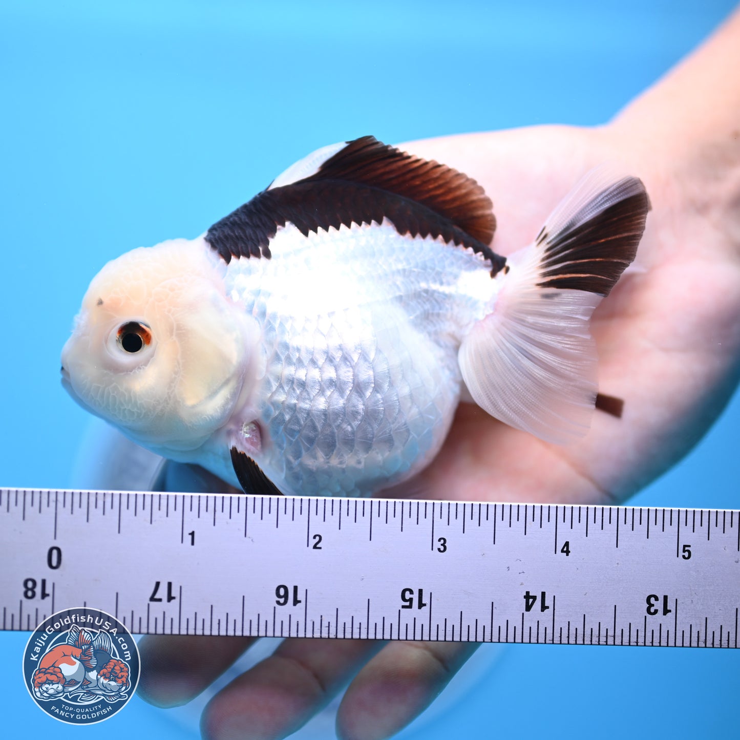 Panda Oranda 3.5-4.5 inches (240913_OR14) - Kaiju Goldfish USA