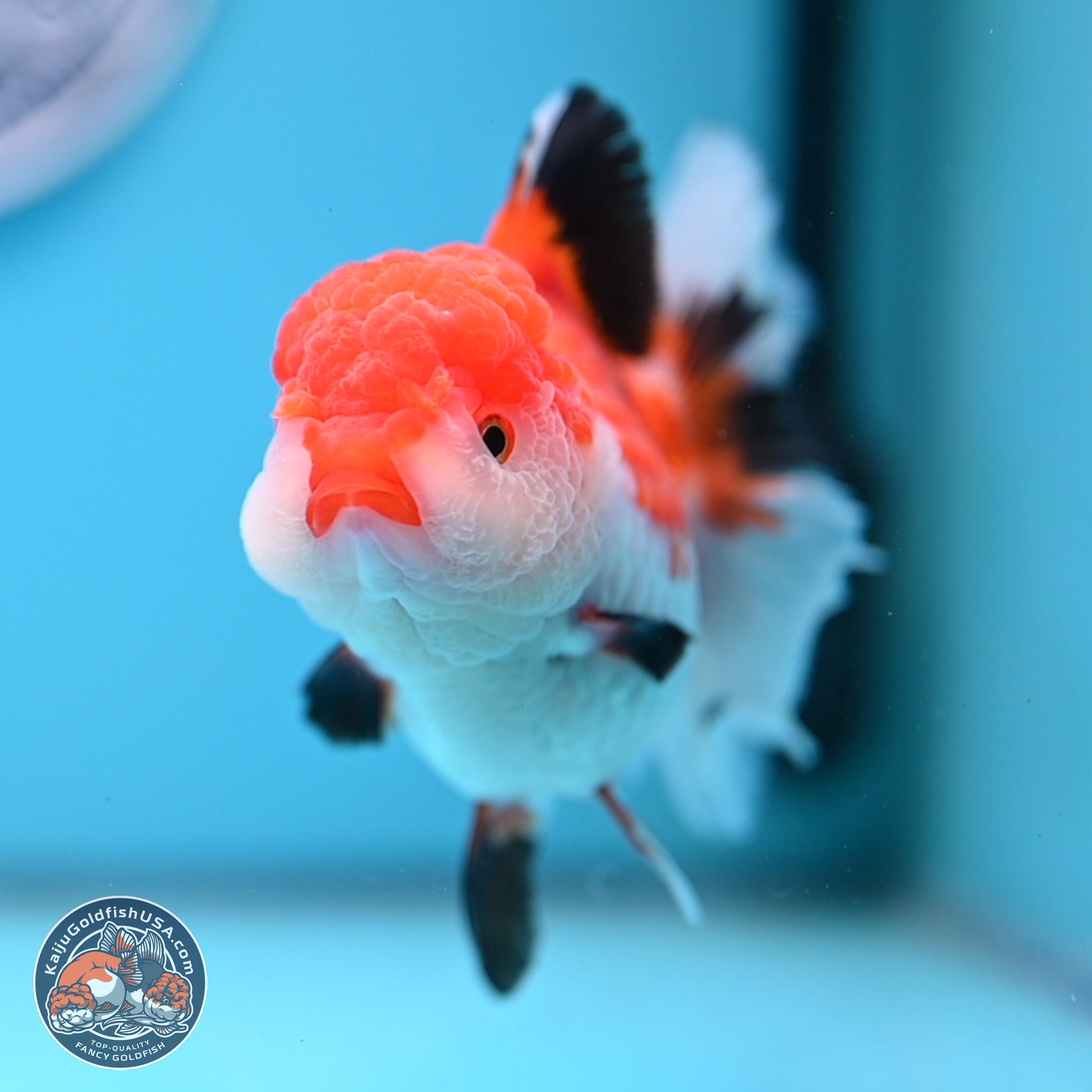 Tricolor Rose Tail Oranda 5 inches (241025_OR14) - Kaiju Goldfish USA