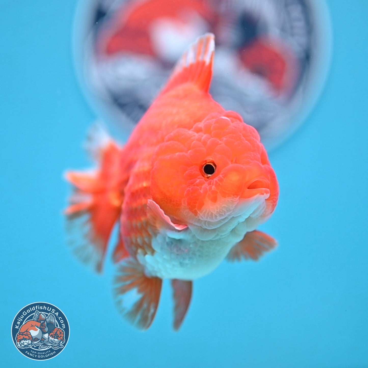 Red White YuanBao Oranda 3.5 inches Body - Female (250103_OR14) - Kaiju Goldfish USA