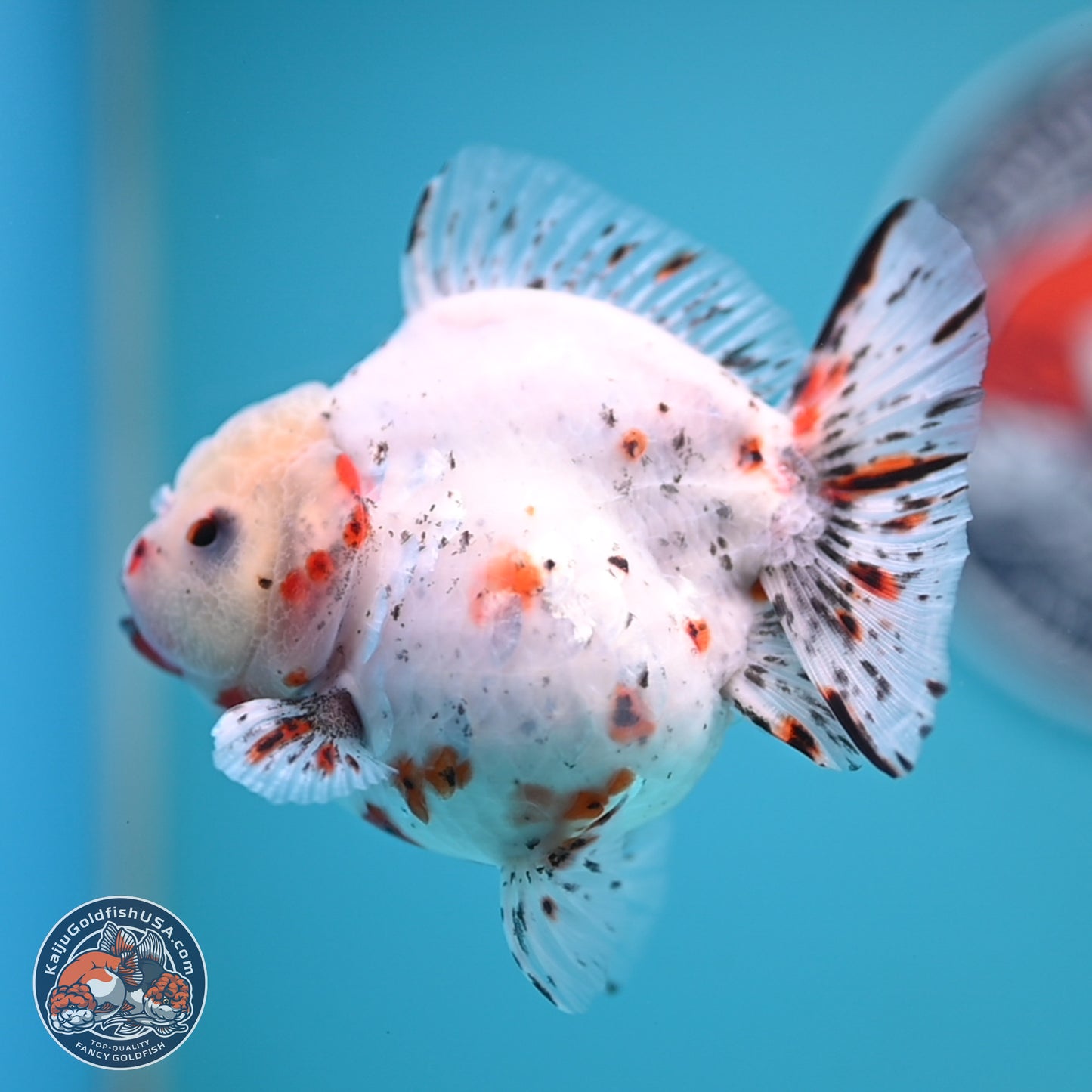 Shogun Calico Oranda 3.75 inches Body - Female (250131_OR14)