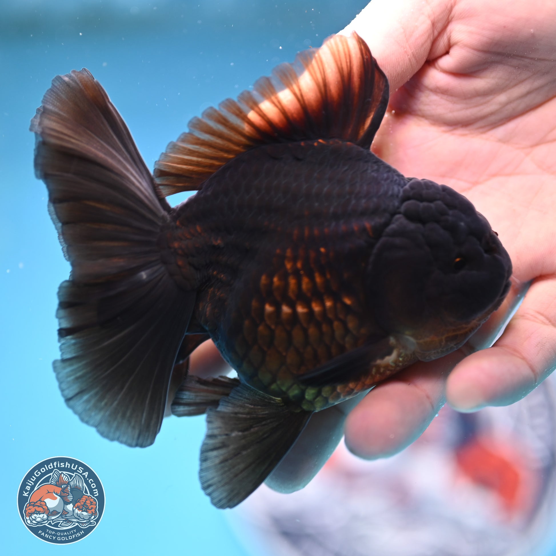 Jet Black Rose Tail Oranda 4.5 inches - Female (241129_OR14) - Kaiju Goldfish USA