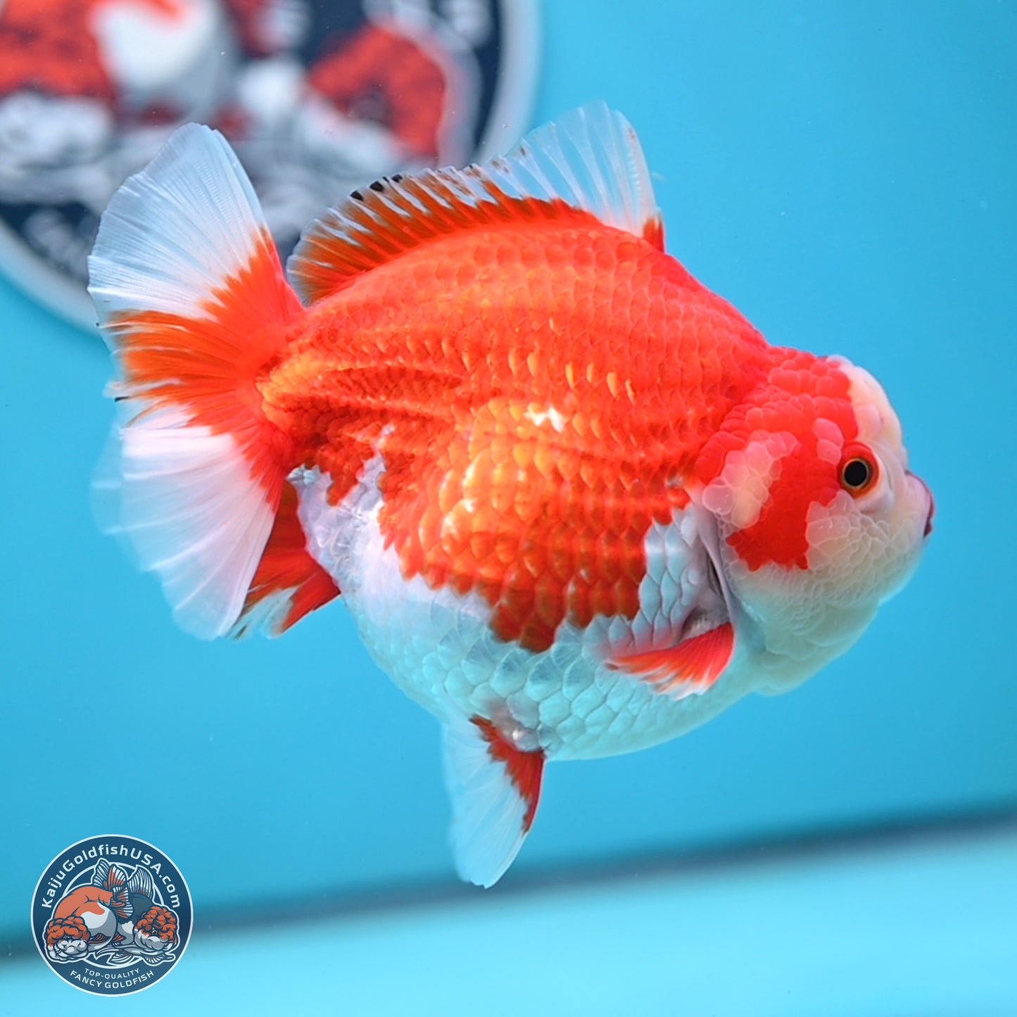 Jumbo Red White YuanBao Oranda 5 inches Body - Female (250214_OR14)