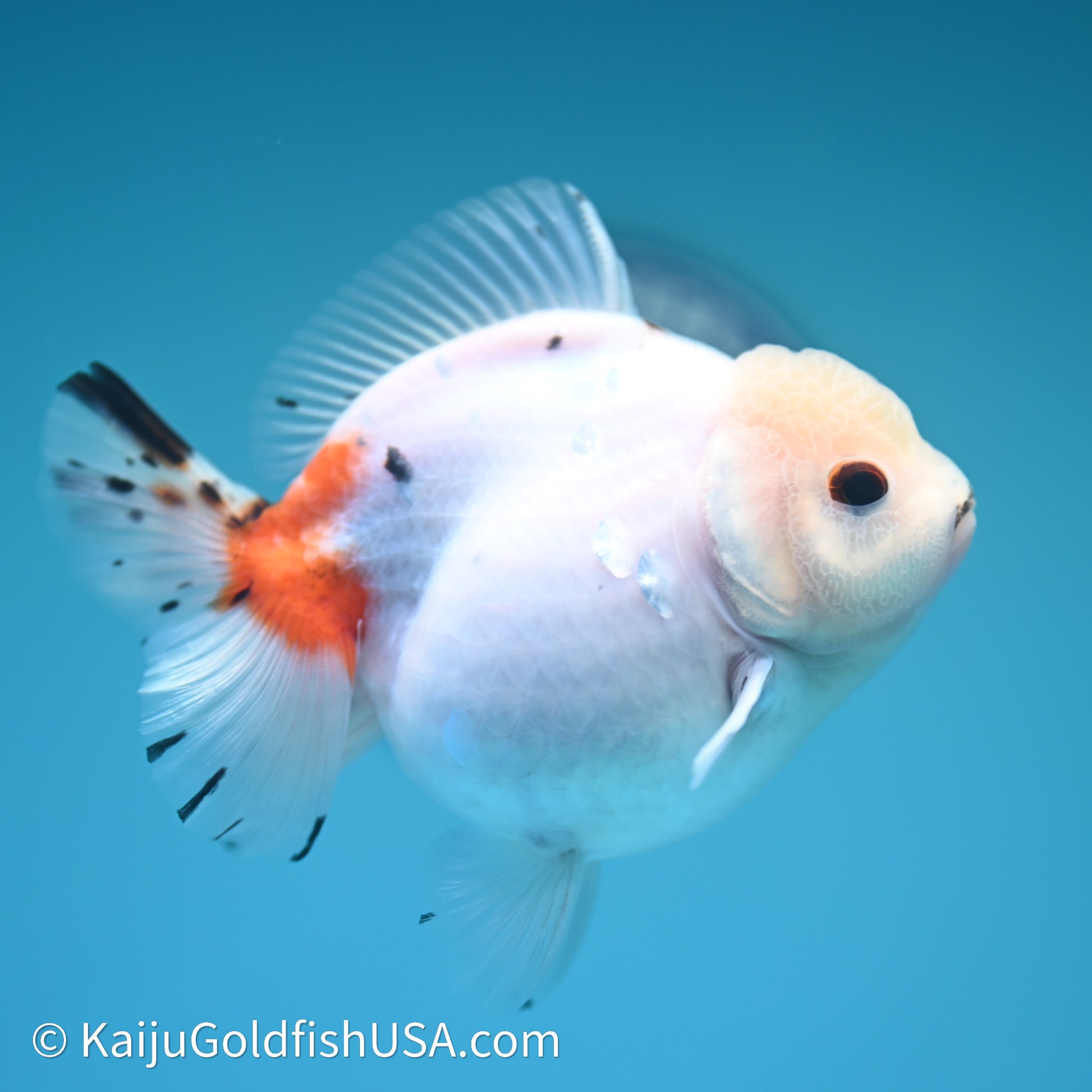 Shogun Godzilla Calico Oranda 3.75in Body (240614_OR14) - Kaiju Goldfish USA