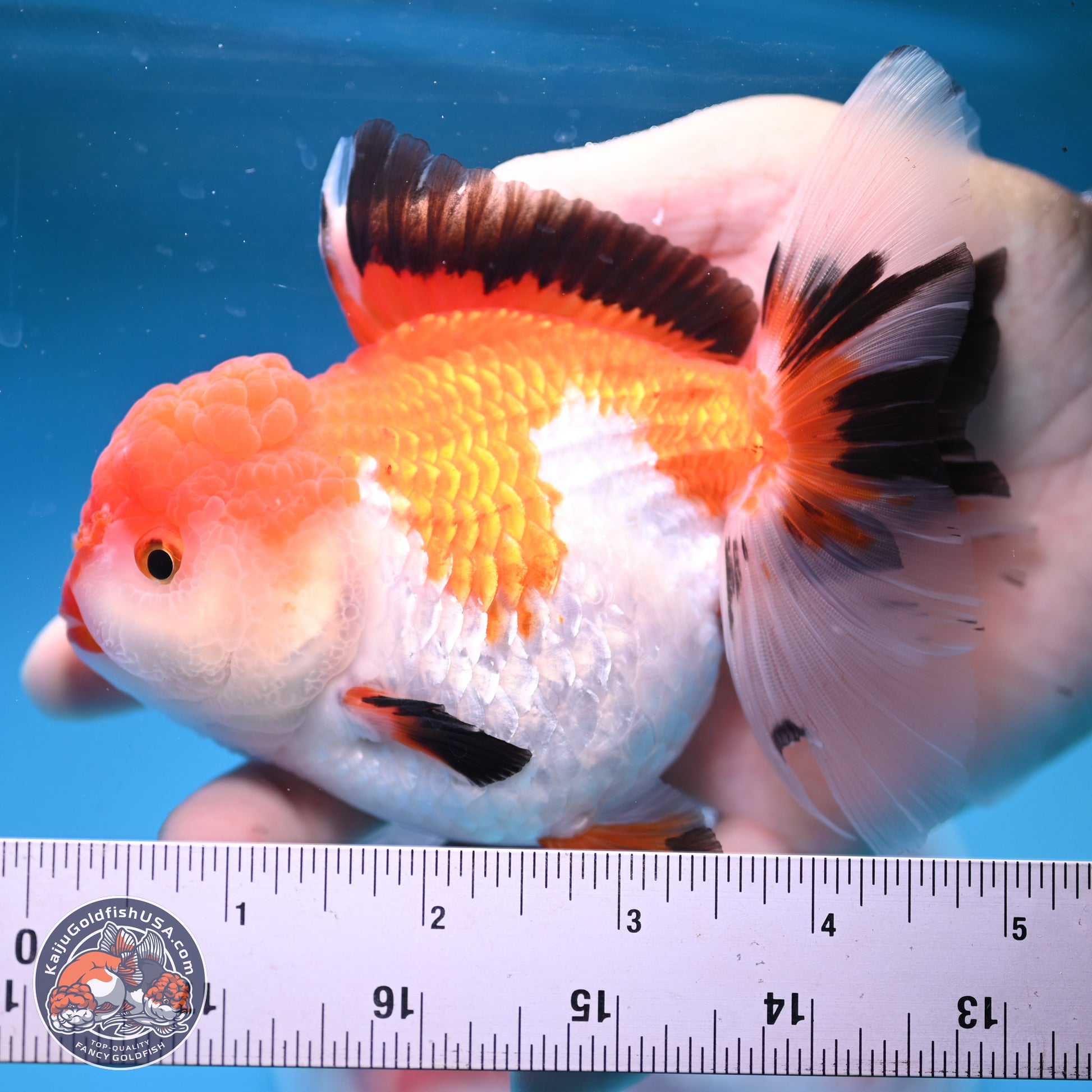 Tricolor Rose Tail Oranda 5 inches (241025_OR14) - Kaiju Goldfish USA