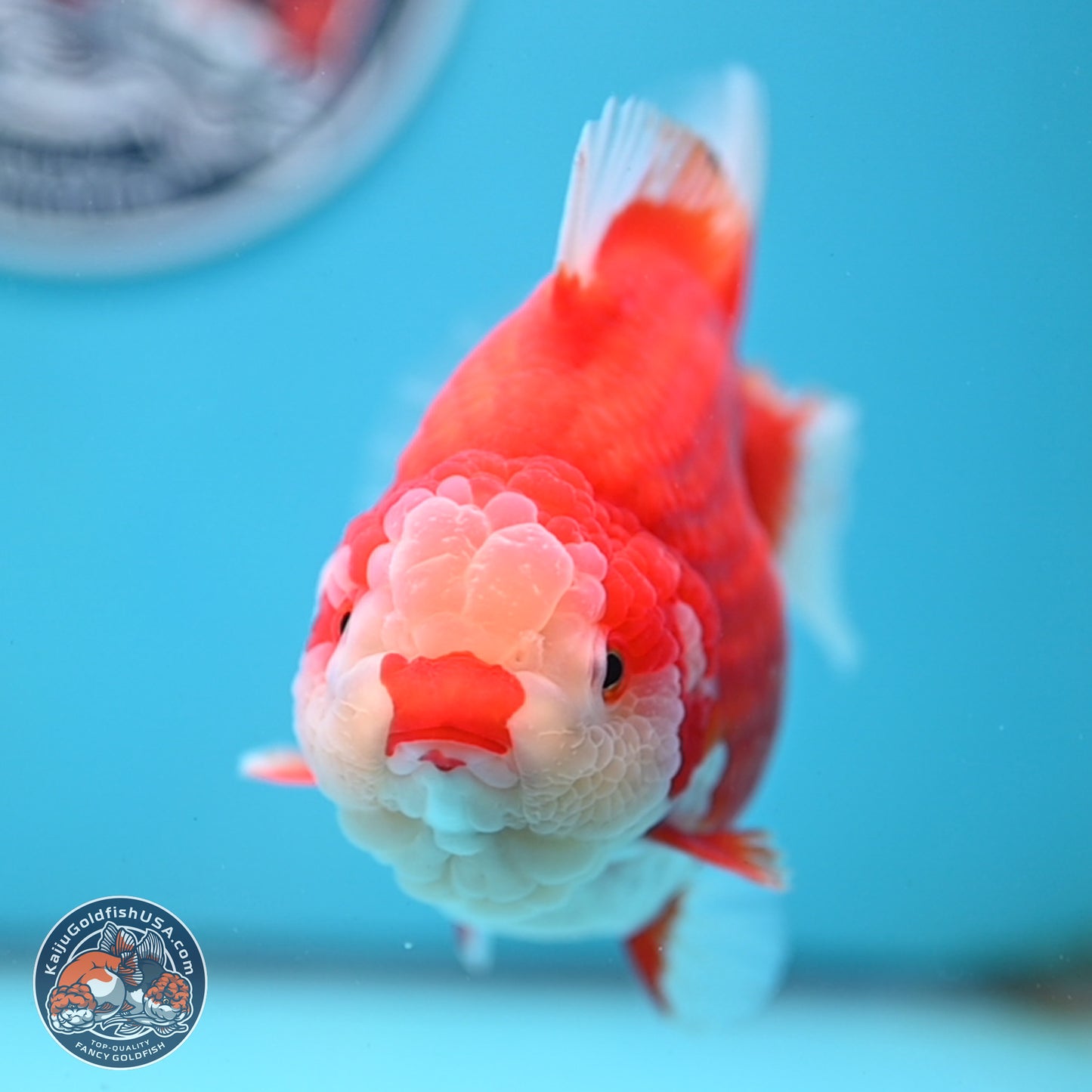 Jumbo Red White YuanBao Oranda 5 inches Body - Female (250214_OR14)