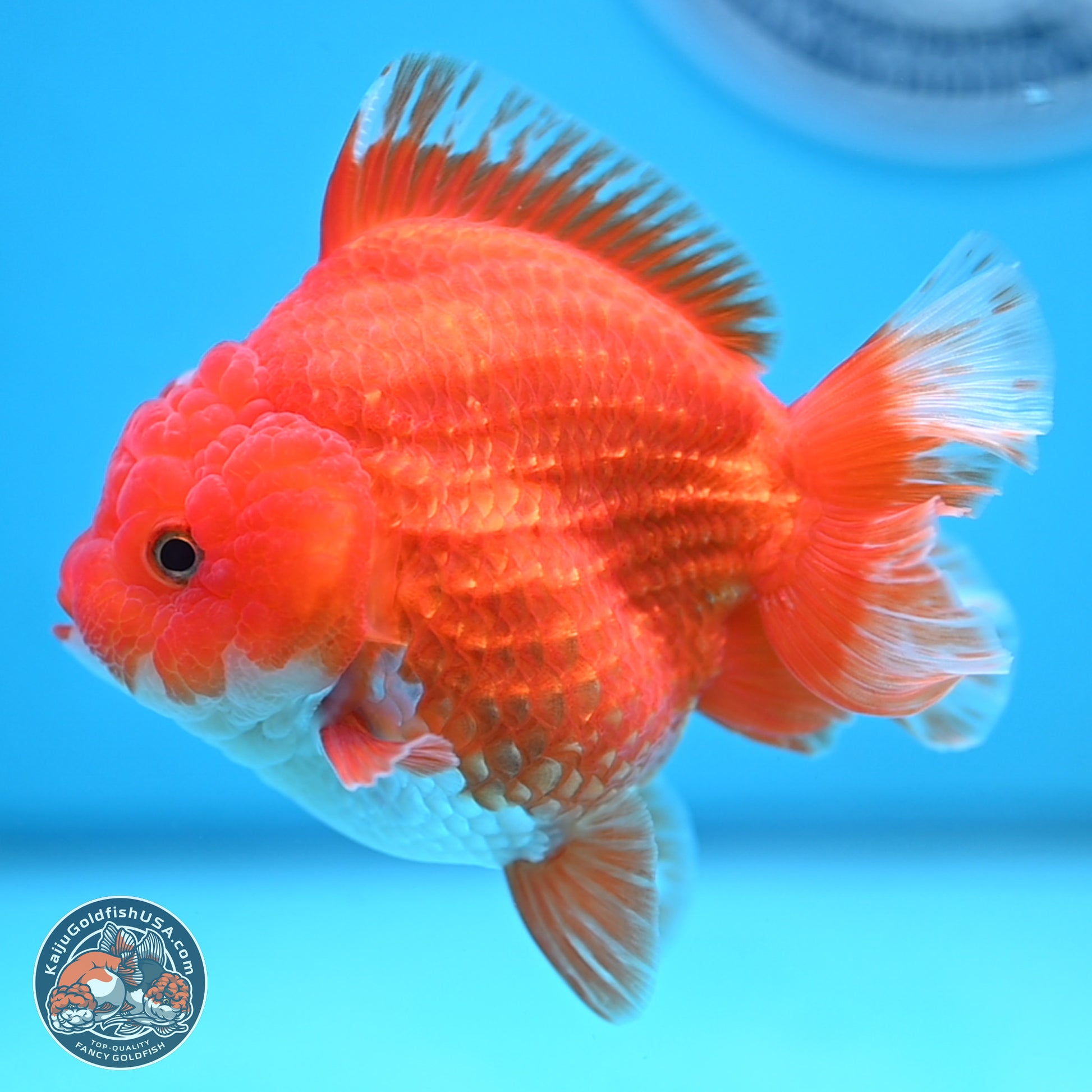 Red White YuanBao Oranda 3.5 inches Body - Female (250103_OR14) - Kaiju Goldfish USA