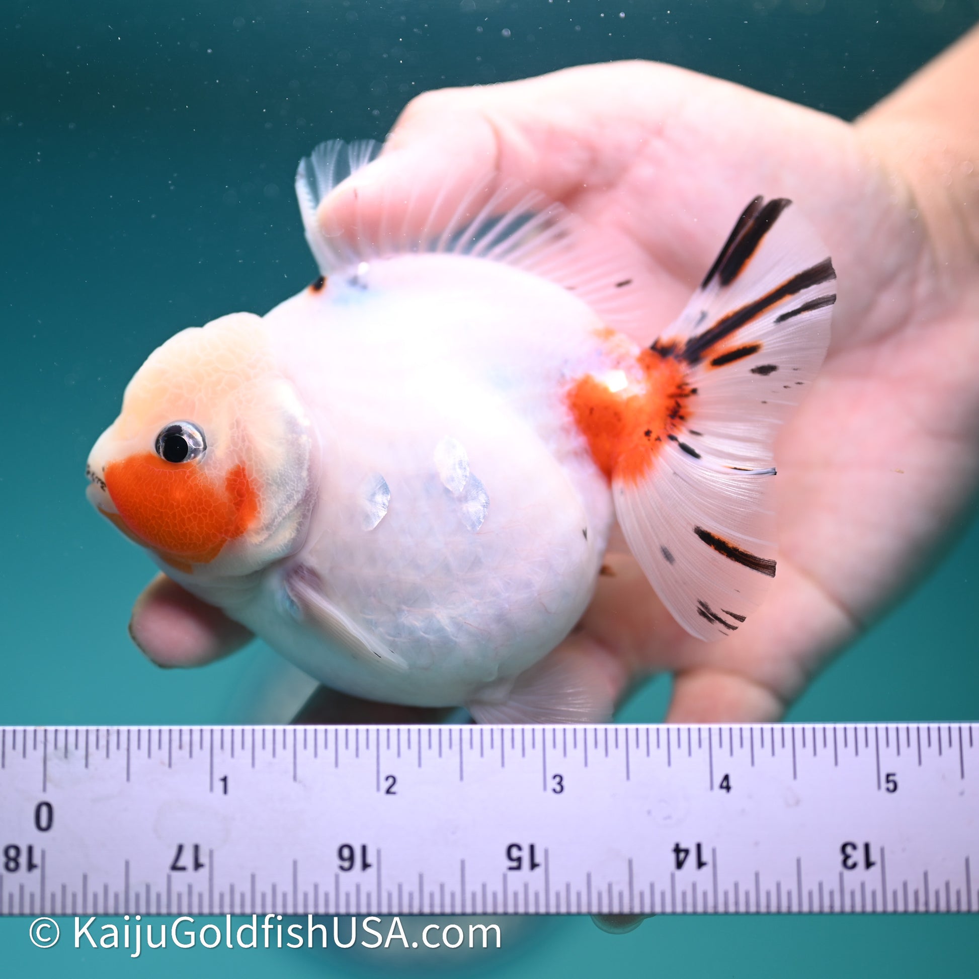 Shogun Godzilla Calico Oranda 3.75in Body (240614_OR14) - Kaiju Goldfish USA