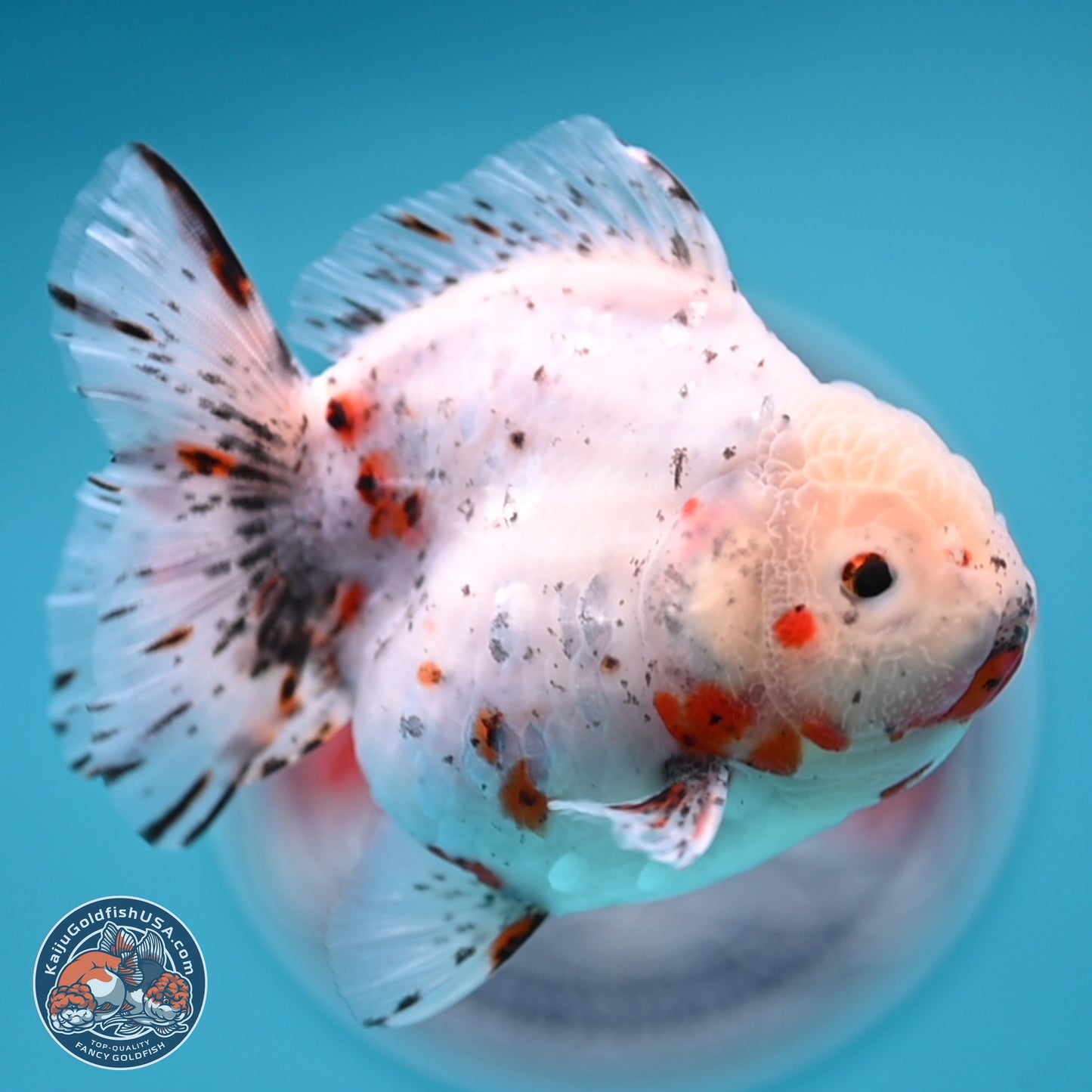 Shogun Calico Oranda 3.75 inches Body - Female (250131_OR14)