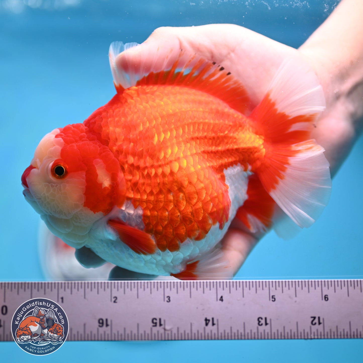 Jumbo Red White YuanBao Oranda 5 inches Body - Female (250214_OR14)