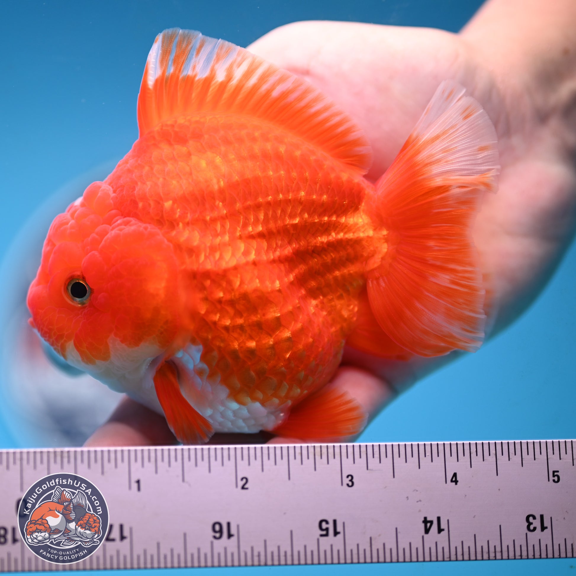 Red White YuanBao Oranda 3.5 inches Body - Female (250103_OR14) - Kaiju Goldfish USA