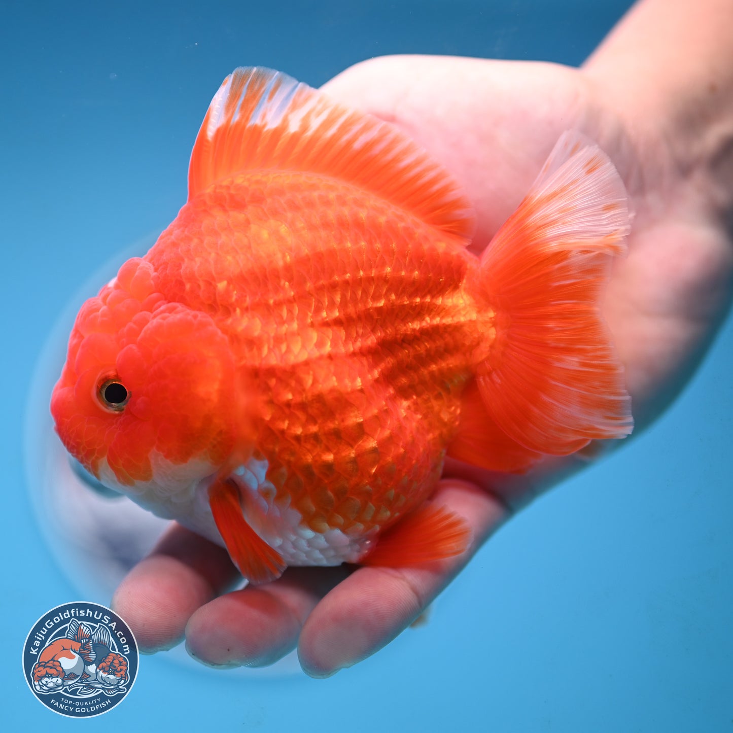 Red White YuanBao Oranda 3.5 inches Body - Female (250103_OR14) - Kaiju Goldfish USA