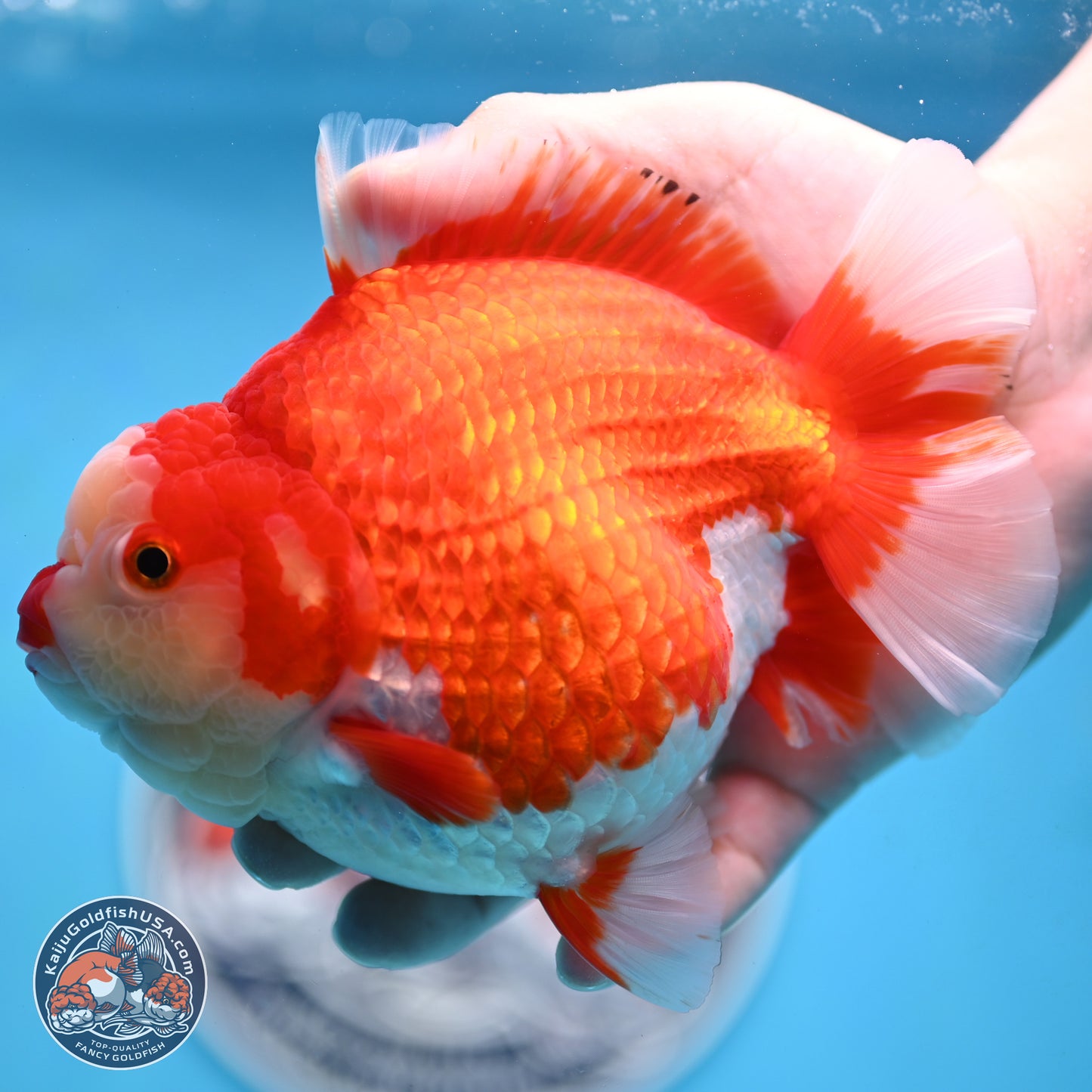 Jumbo Red White YuanBao Oranda 5 inches Body - Female (250214_OR14)