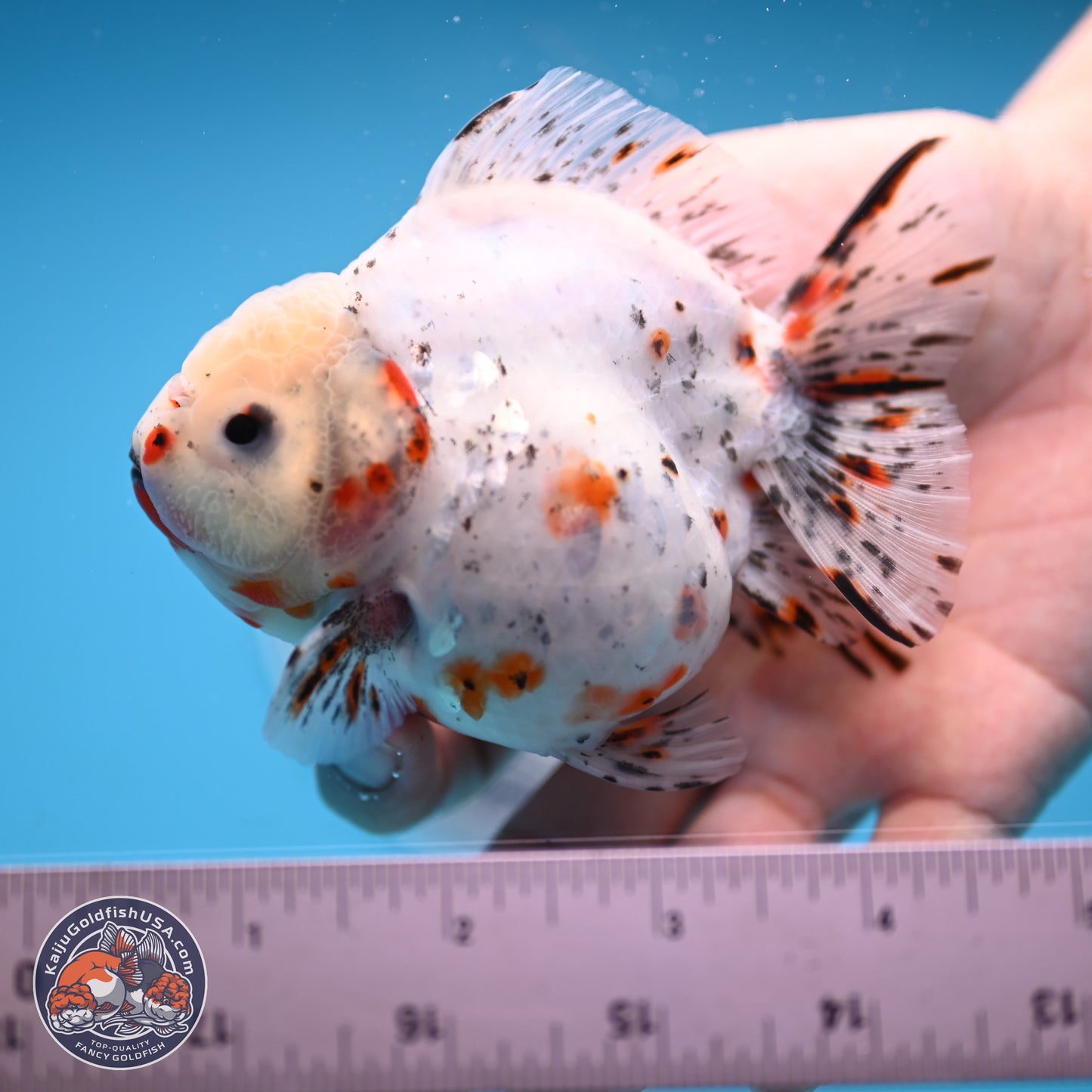 Shogun Calico Oranda 3.75 inches Body - Female (250131_OR14)