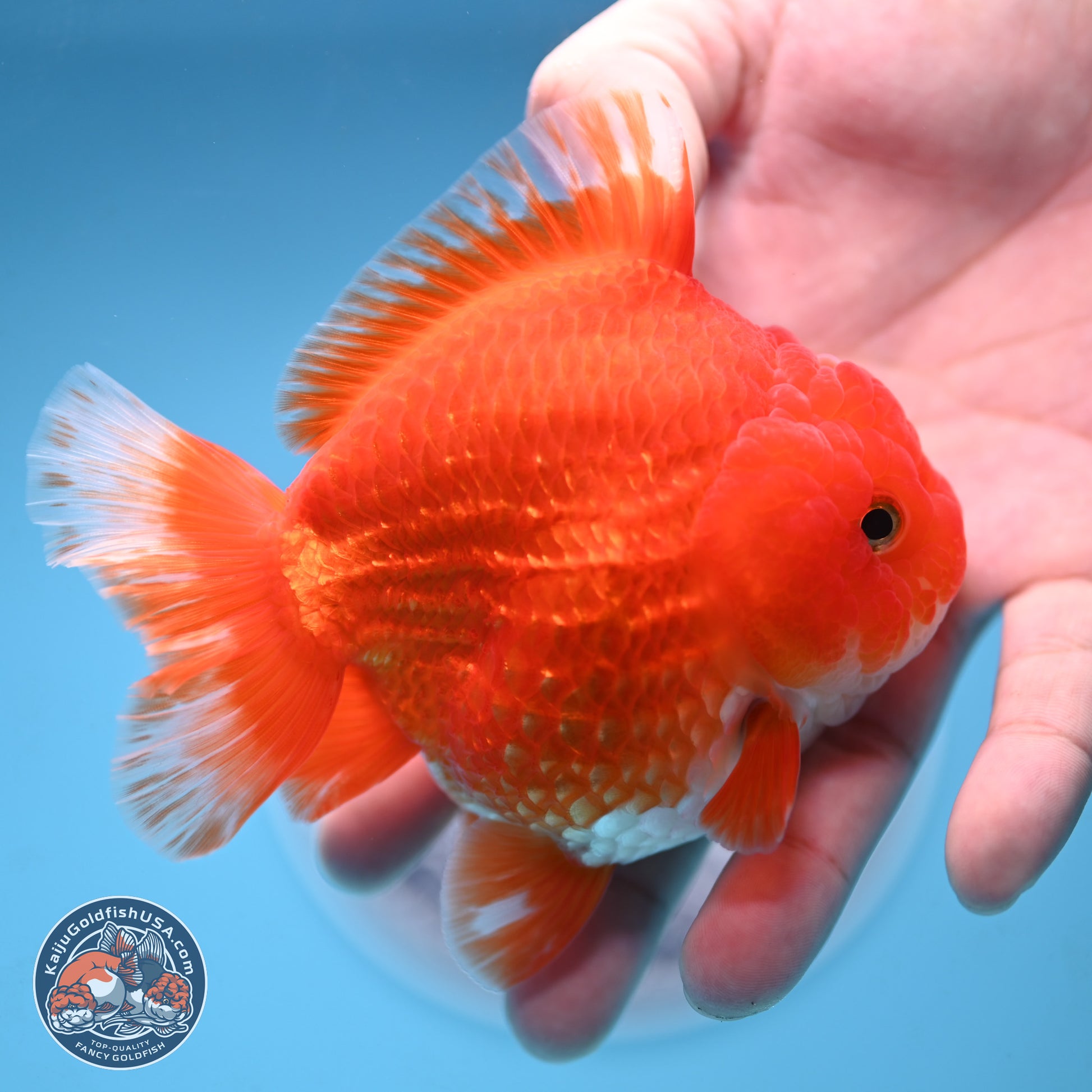 Red White YuanBao Oranda 3.5 inches Body - Female (250103_OR14) - Kaiju Goldfish USA