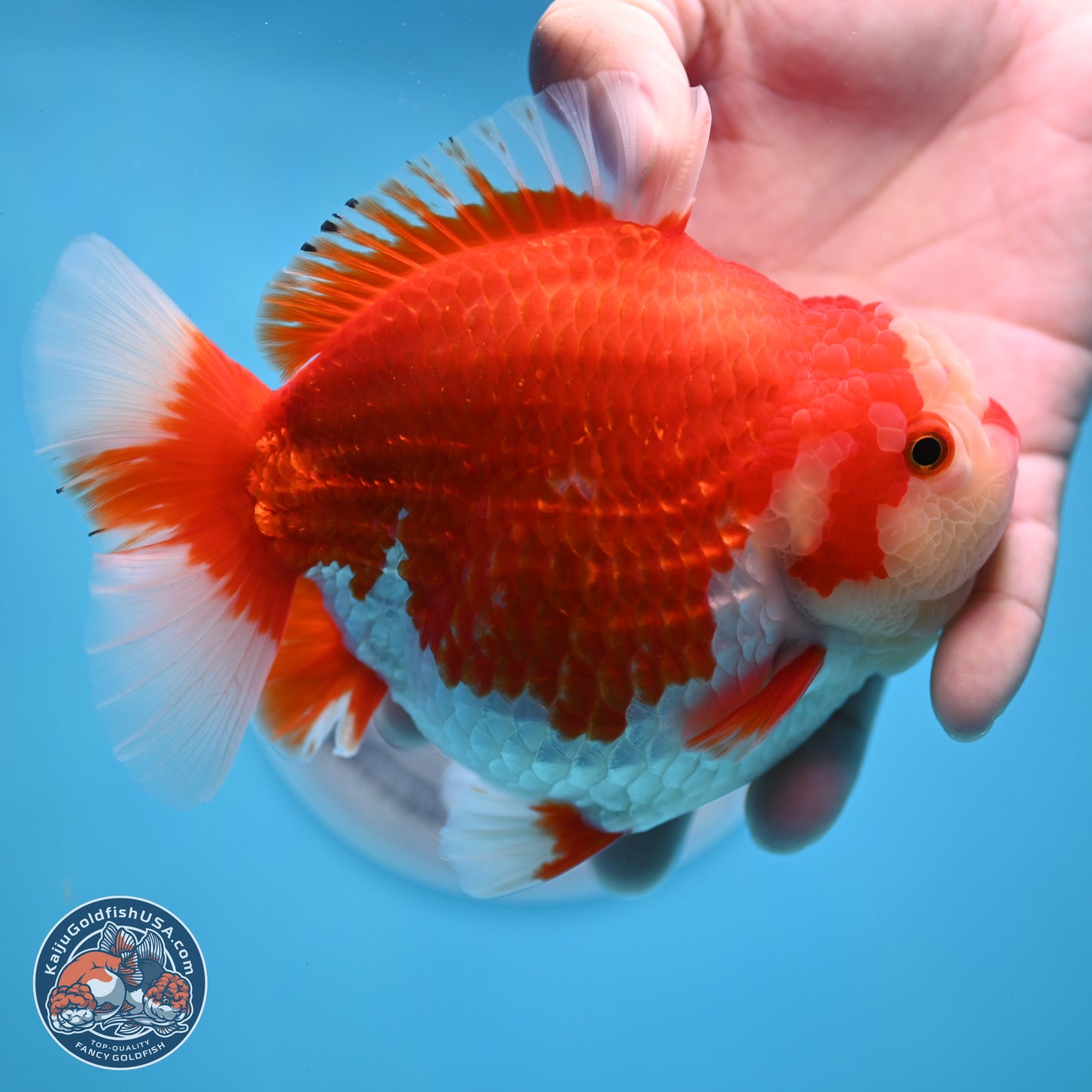 Jumbo Red White YuanBao Oranda 5 inches Body - Female (250214_OR14)