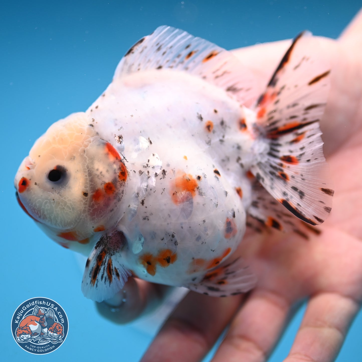 Shogun Calico Oranda 3.75 inches Body - Female (250131_OR14)