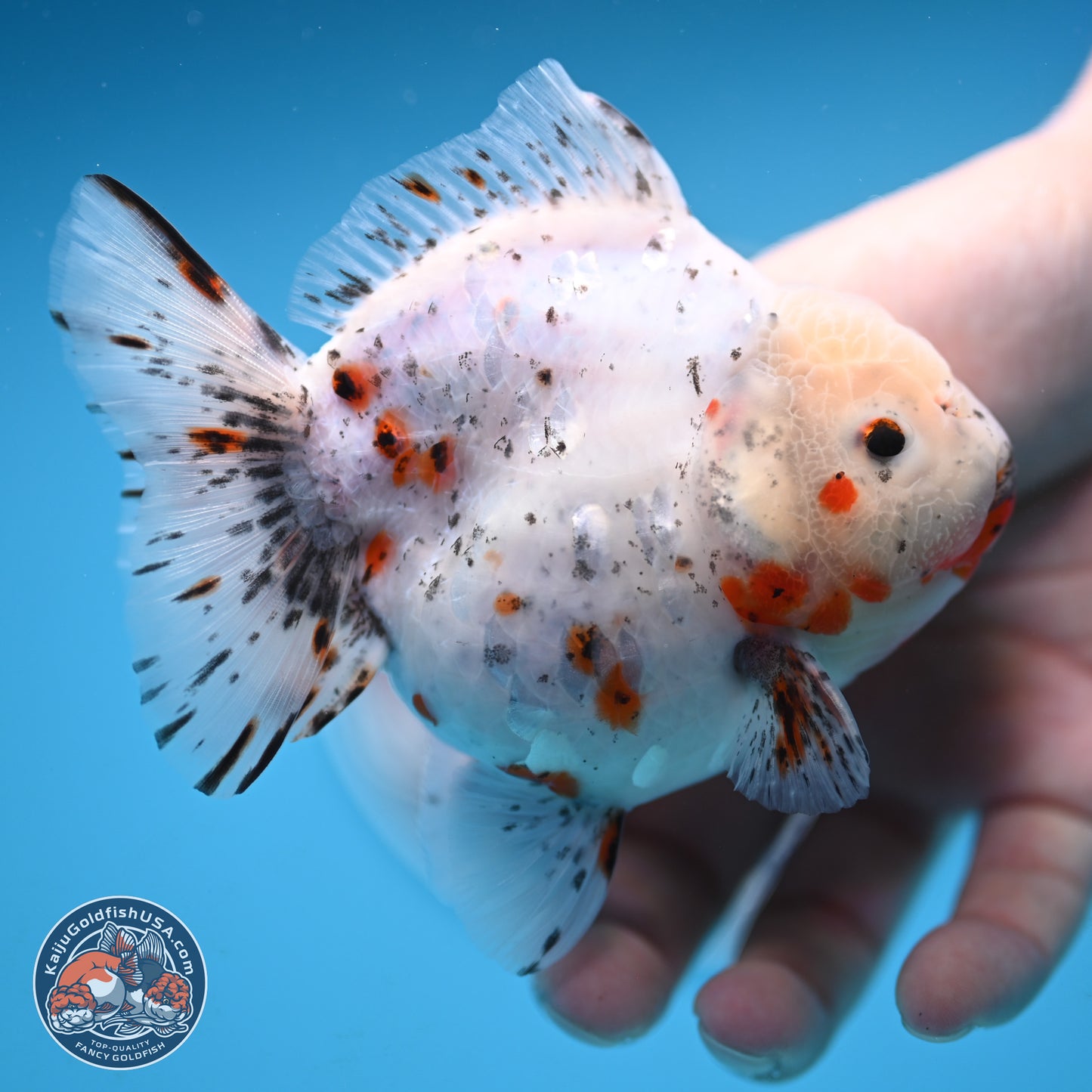 Shogun Calico Oranda 3.75 inches Body - Female (250131_OR14)