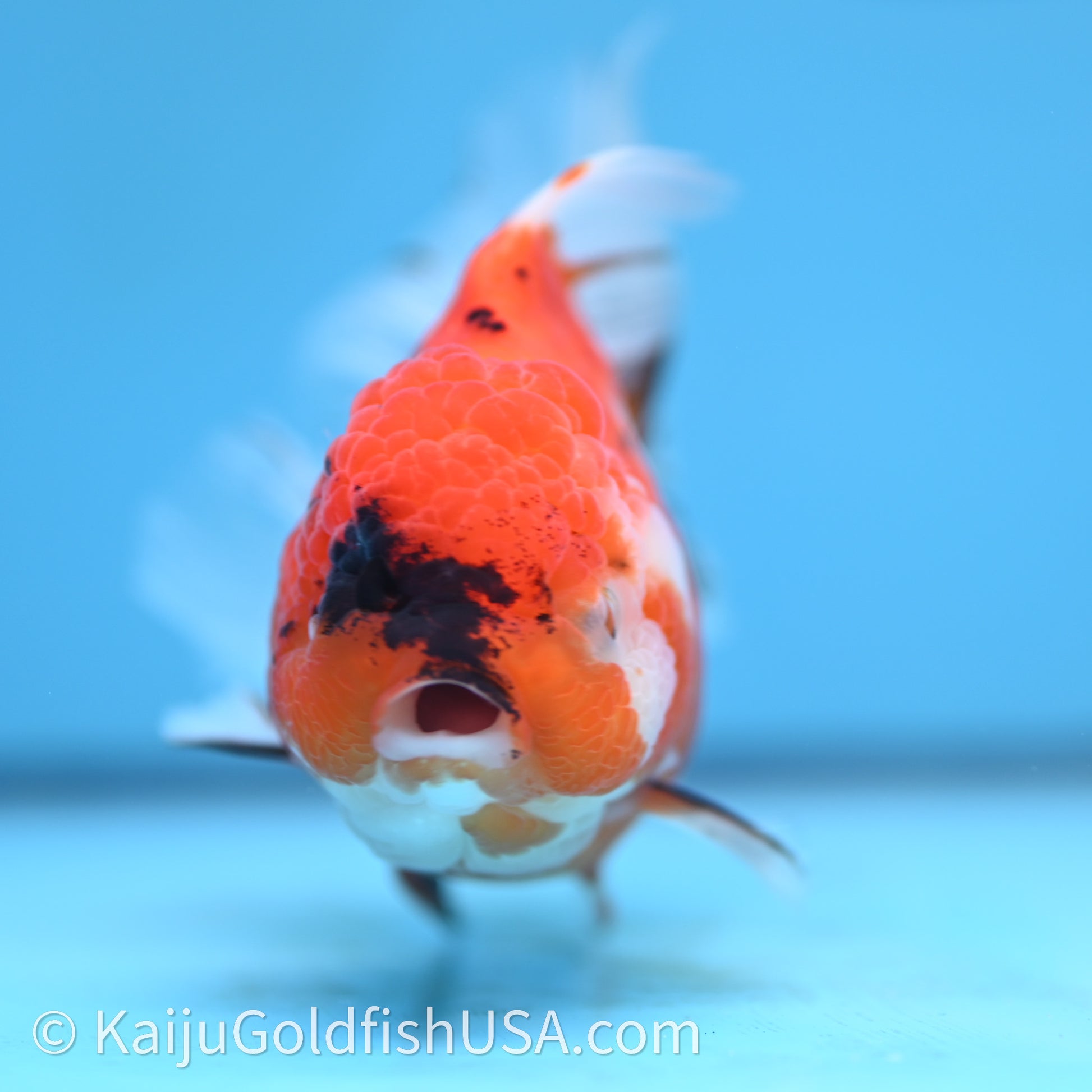 Tricolor Sakura Rose Tail Oranda 4in Body (240726_OR14) - Kaiju Goldfish USA