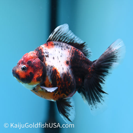 Calico Rose Tail Oranda 4.5 inches (240405_OR14) - Kaiju Goldfish USA