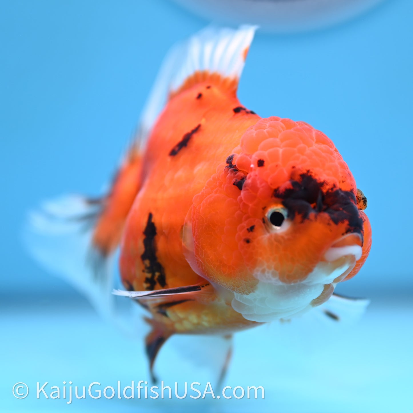 Tricolor Sakura Rose Tail Oranda 4in Body (240726_OR14) - Kaiju Goldfish USA