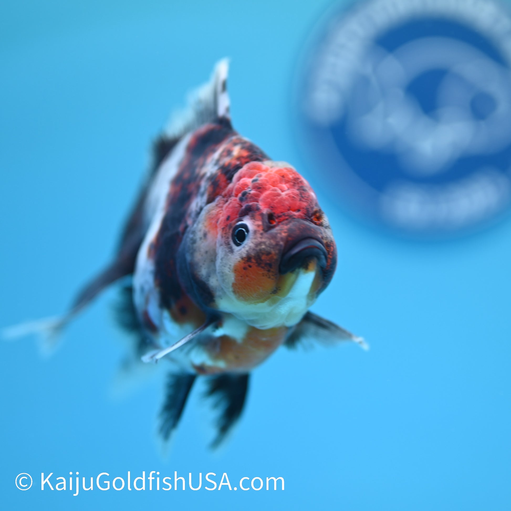 Calico Rose Tail Oranda 4.5 inches (240405_OR14) - Kaiju Goldfish USA