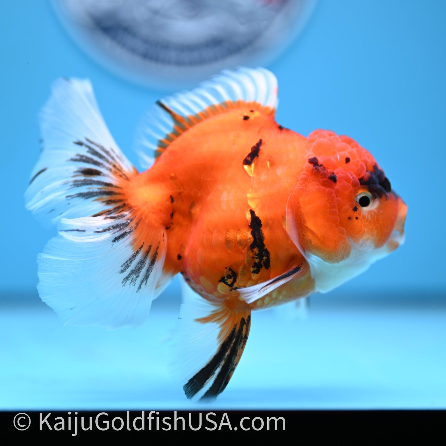 Tricolor Sakura Rose Tail Oranda 4in Body (240726_OR14) - Kaiju Goldfish USA