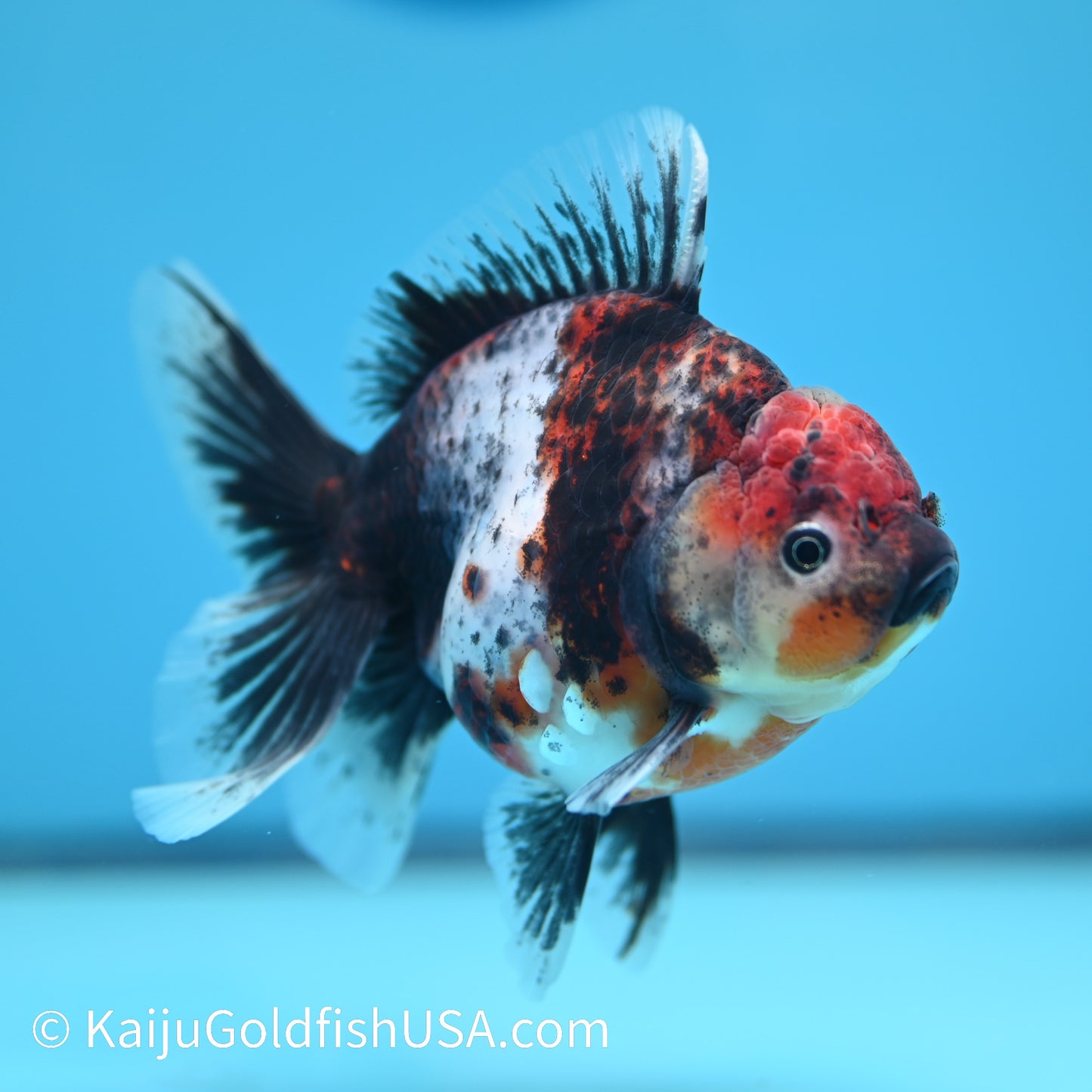 Calico Rose Tail Oranda 4.5 inches (240405_OR14) - Kaiju Goldfish USA