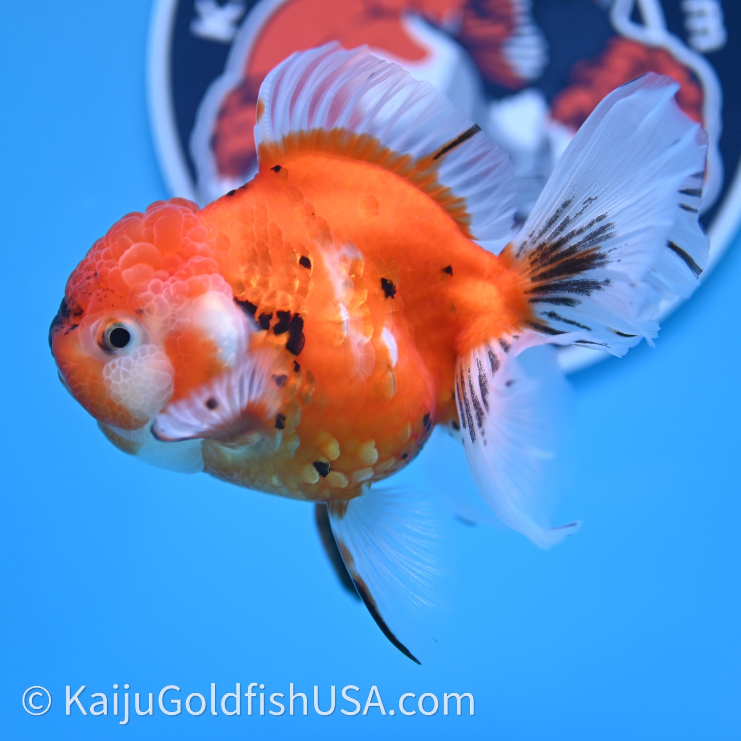 Tricolor Sakura Rose Tail Oranda 4in Body (240726_OR14) - Kaiju Goldfish USA