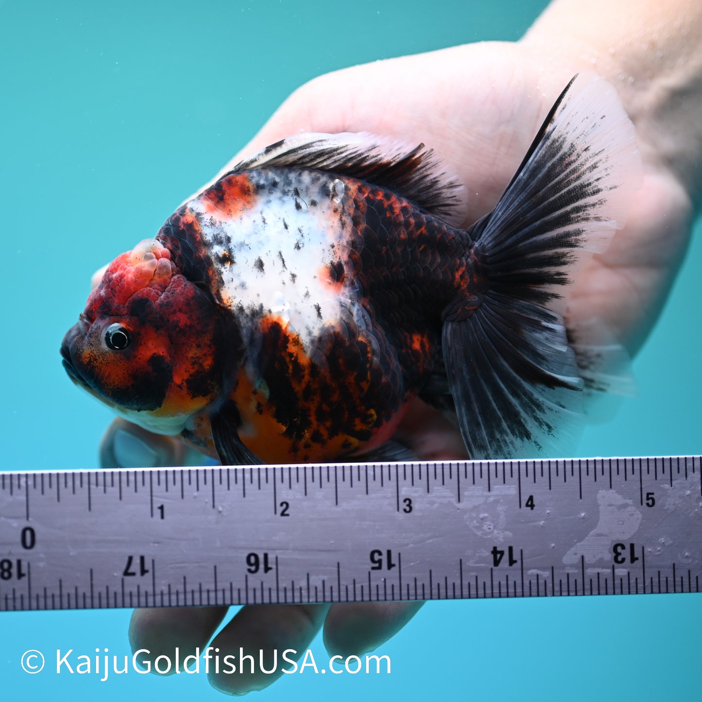 Calico Rose Tail Oranda 4.5 inches (240405_OR14) - Kaiju Goldfish USA