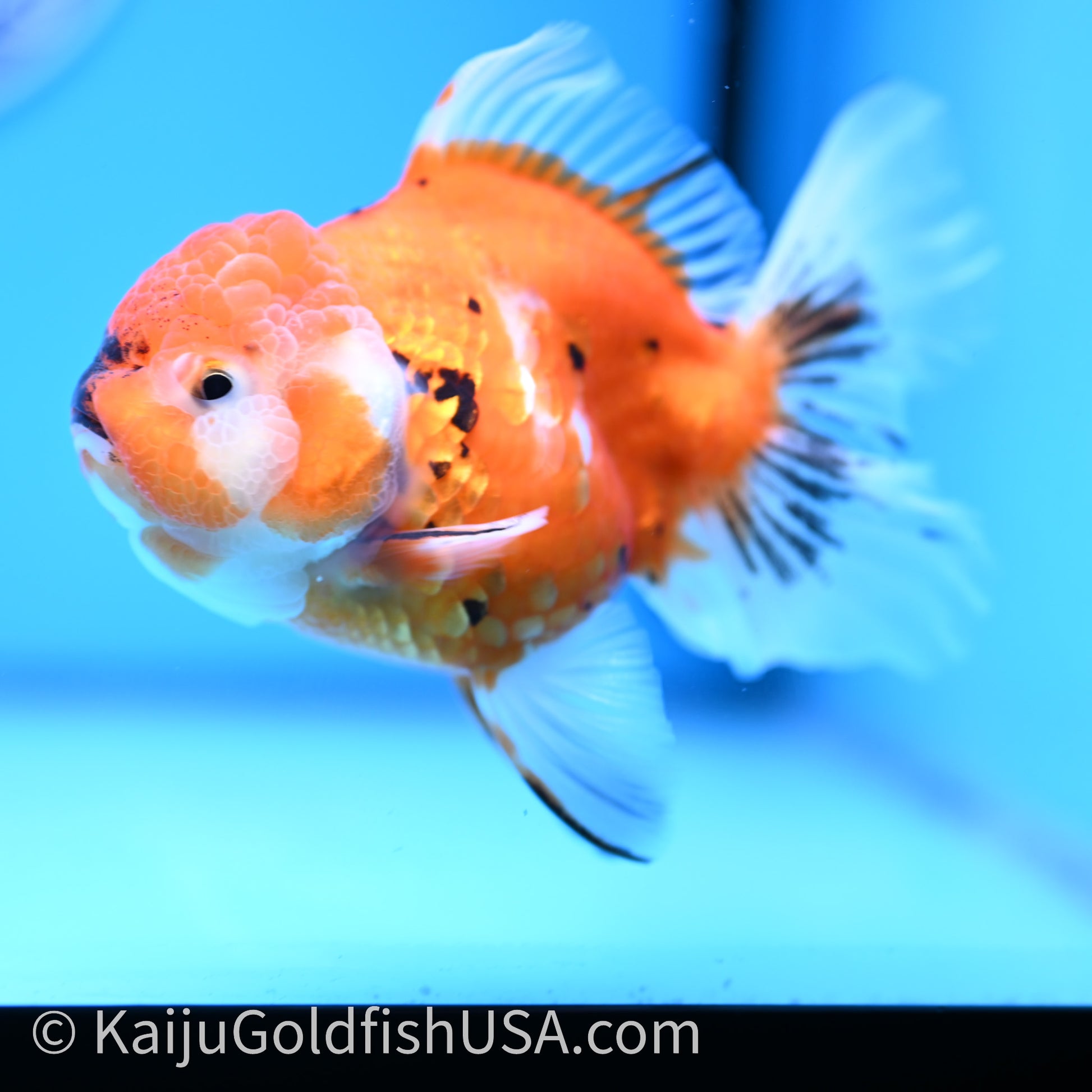 Tricolor Sakura Rose Tail Oranda 4in Body (240726_OR14) - Kaiju Goldfish USA