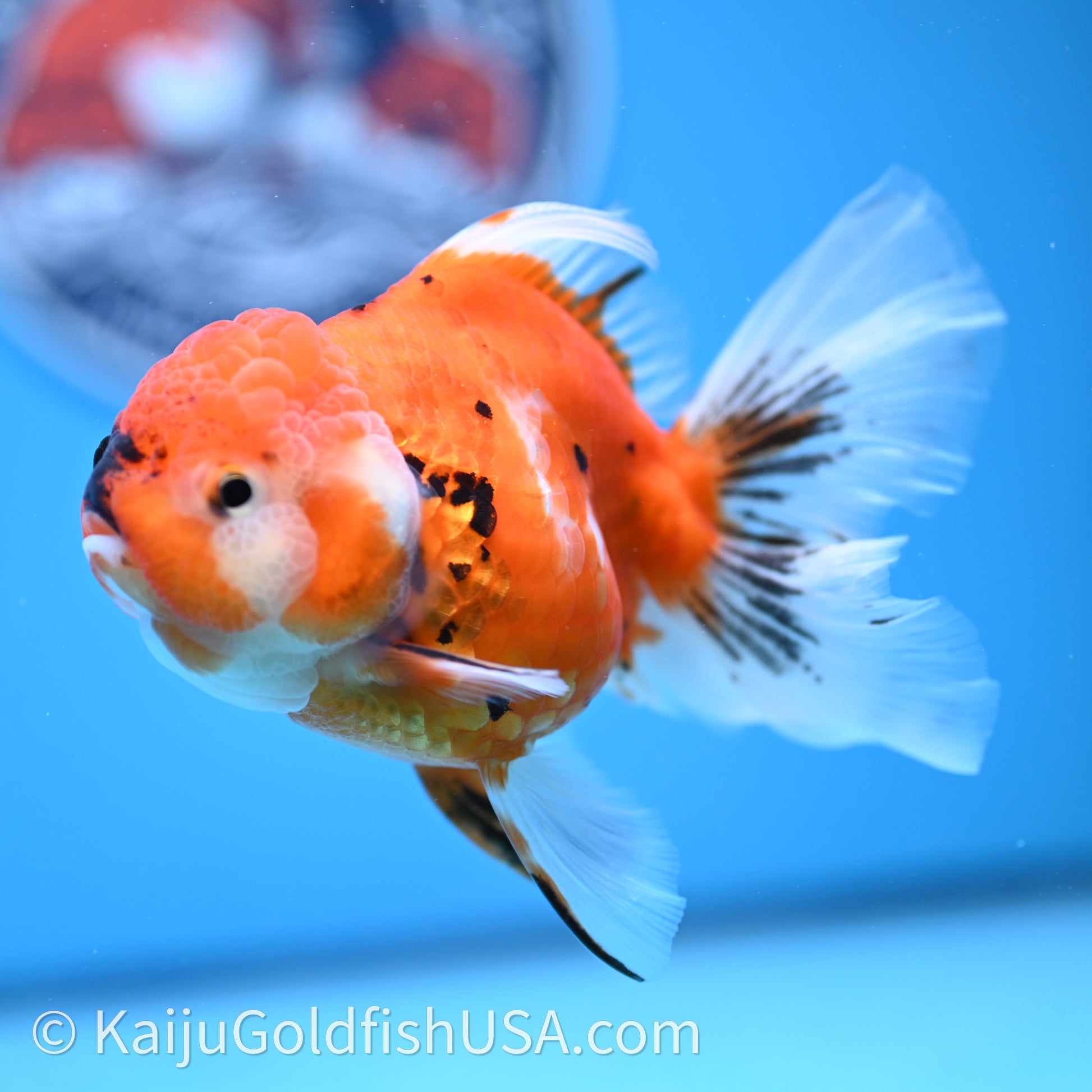 Tricolor Sakura Rose Tail Oranda 4in Body (240726_OR14) - Kaiju Goldfish USA