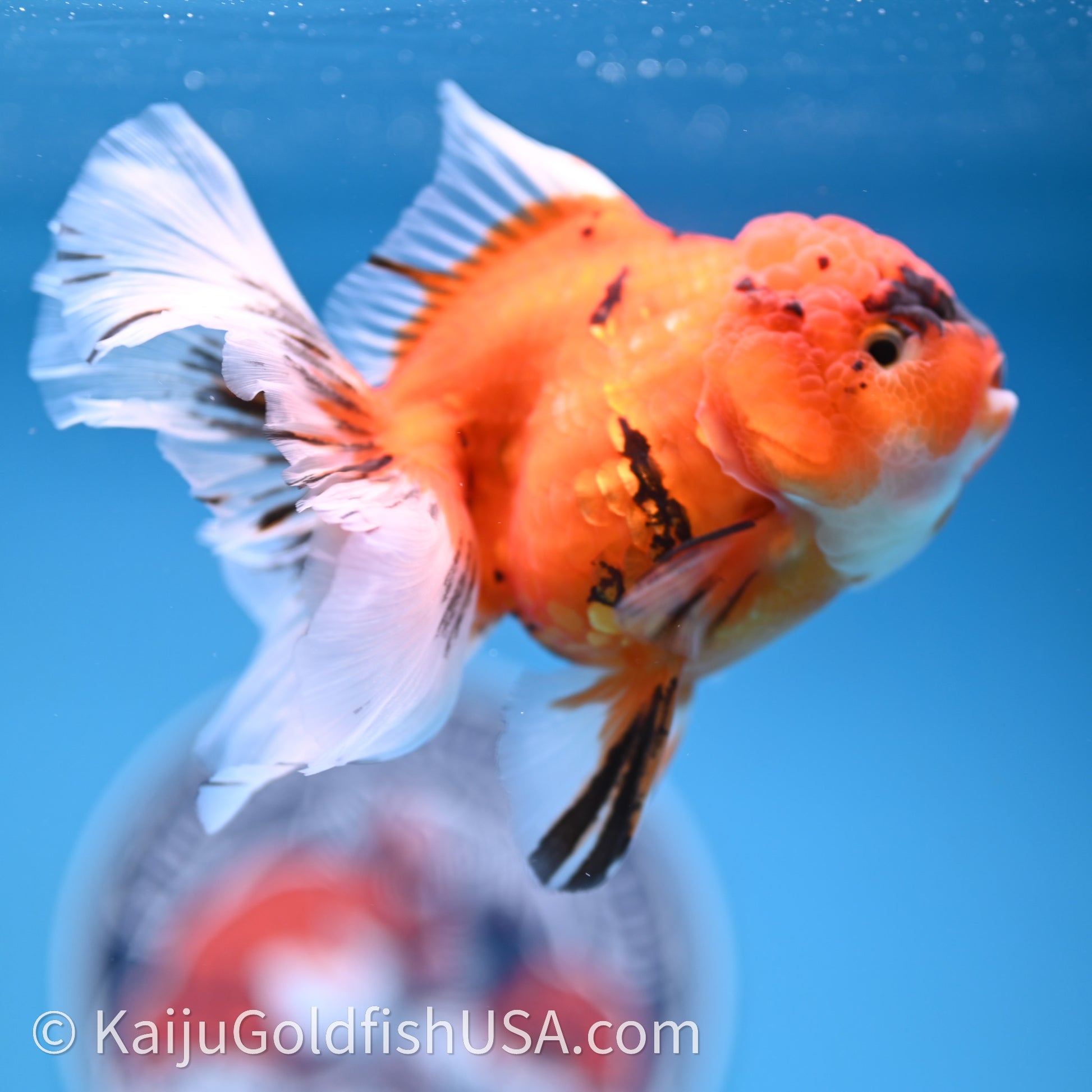 Tricolor Sakura Rose Tail Oranda 4in Body (240726_OR14) - Kaiju Goldfish USA