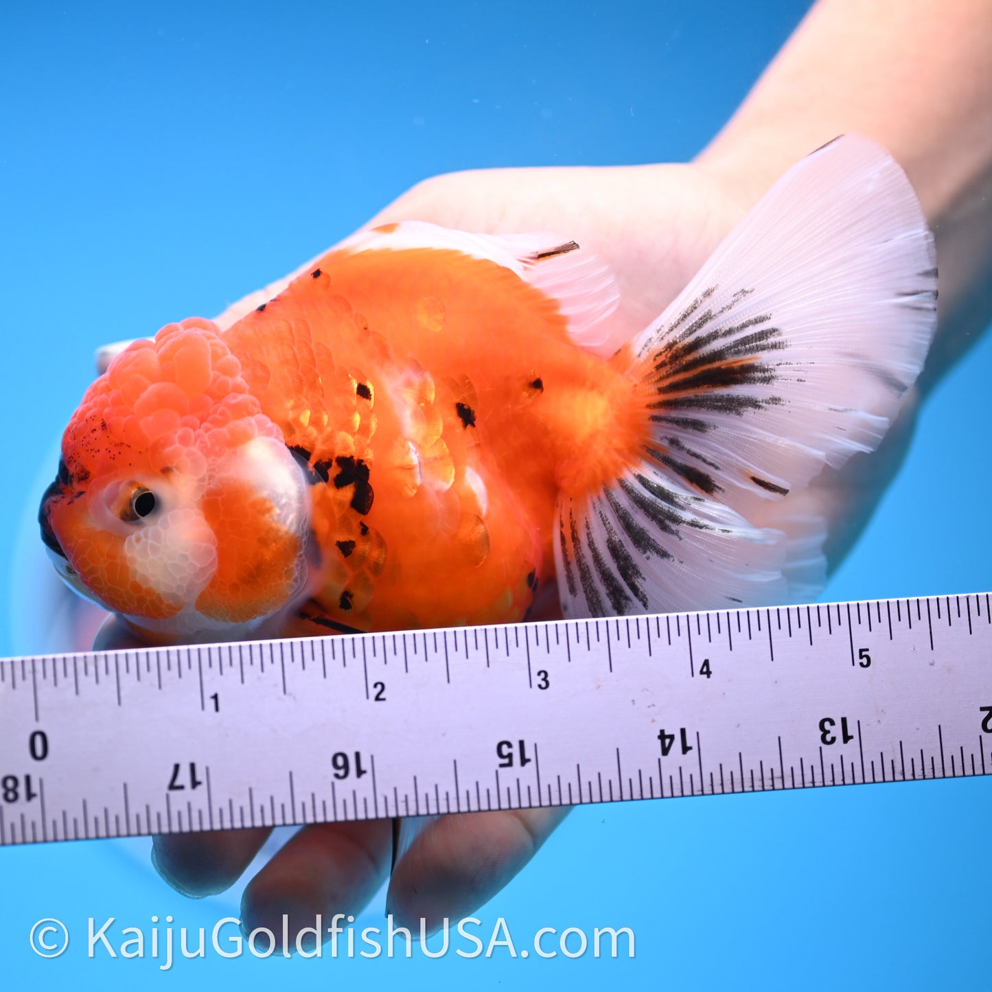 Tricolor Sakura Rose Tail Oranda 4in Body (240726_OR14) - Kaiju Goldfish USA