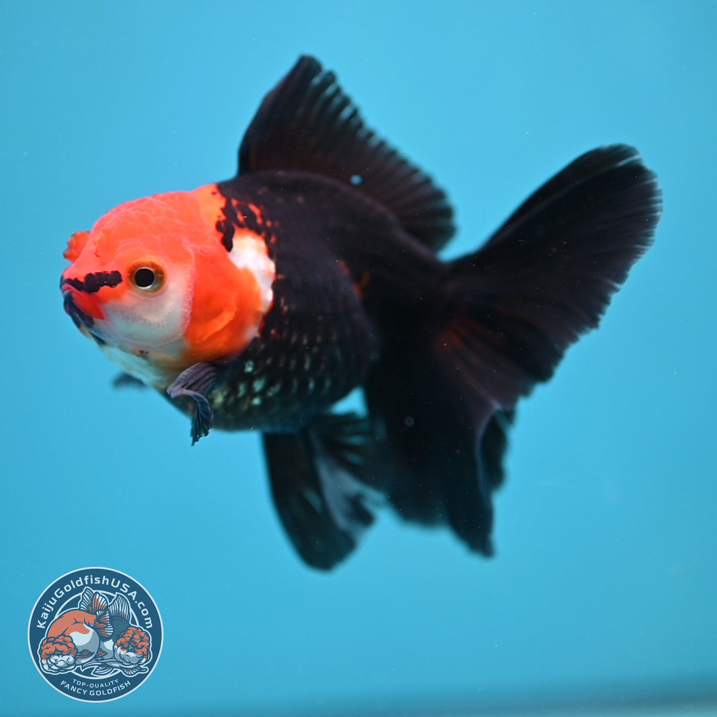 Tricolor Oranda 3.5 inch Body (250613_OR14)
