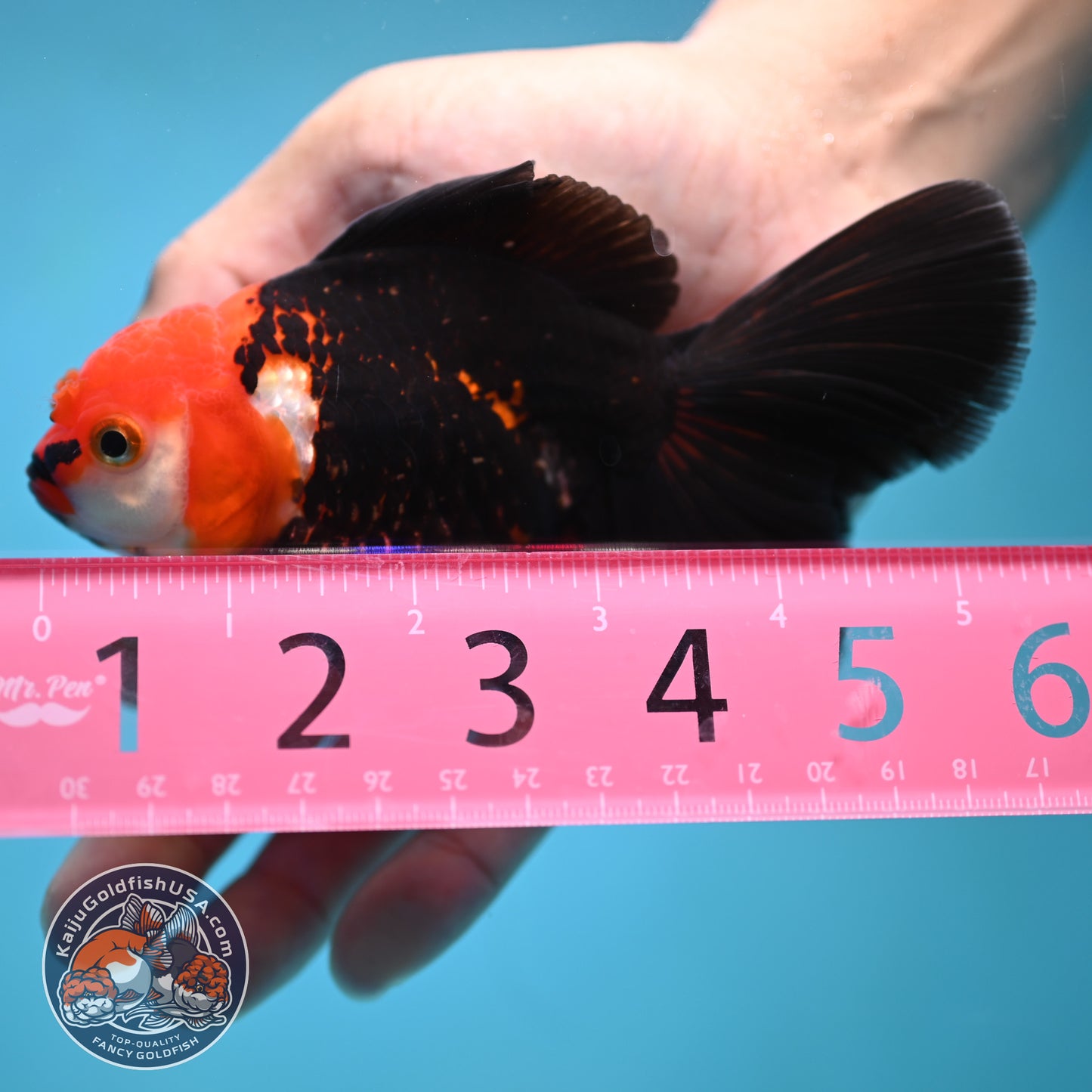 Tricolor Oranda 3.5 inch Body (250613_OR14)