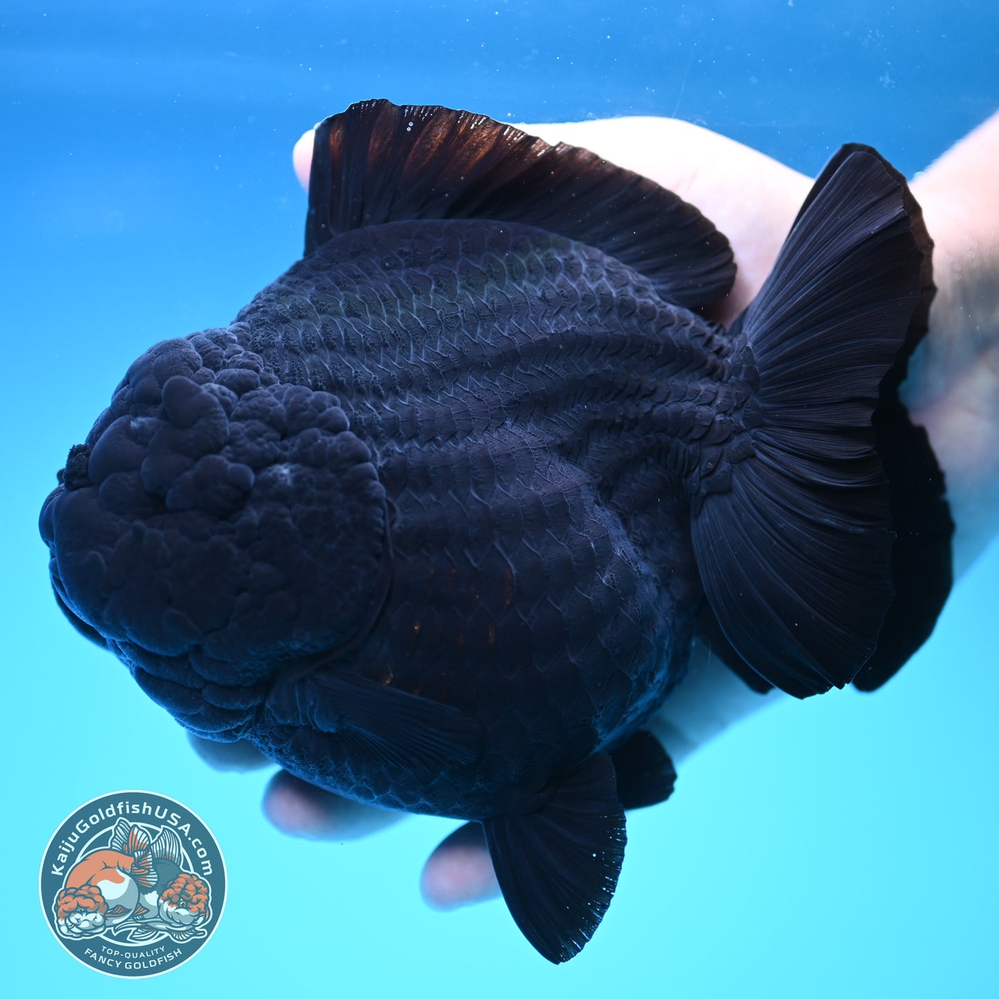 Shogun Godzilla Jumbo Jet Black Oranda 5 inch Body (250815_OR14)