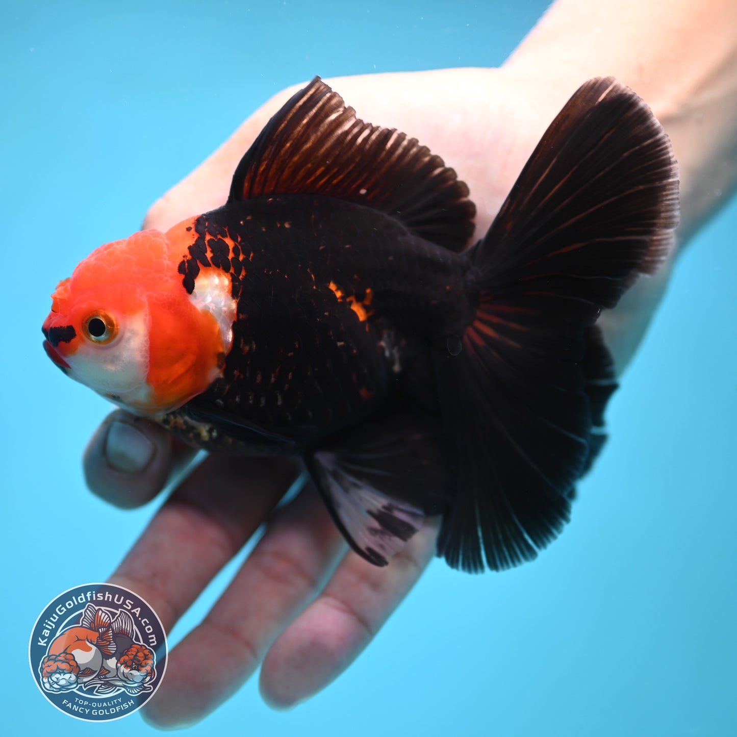 Tricolor Oranda 3.5 inch Body (250613_OR14)