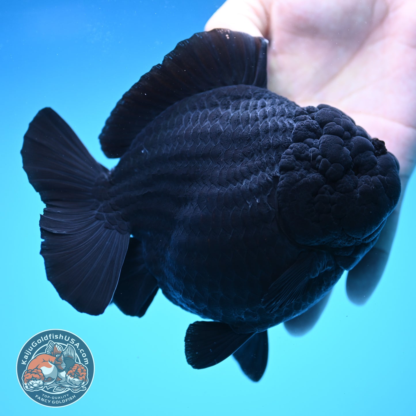 Shogun Godzilla Jumbo Jet Black Oranda 5 inch Body (250815_OR14)
