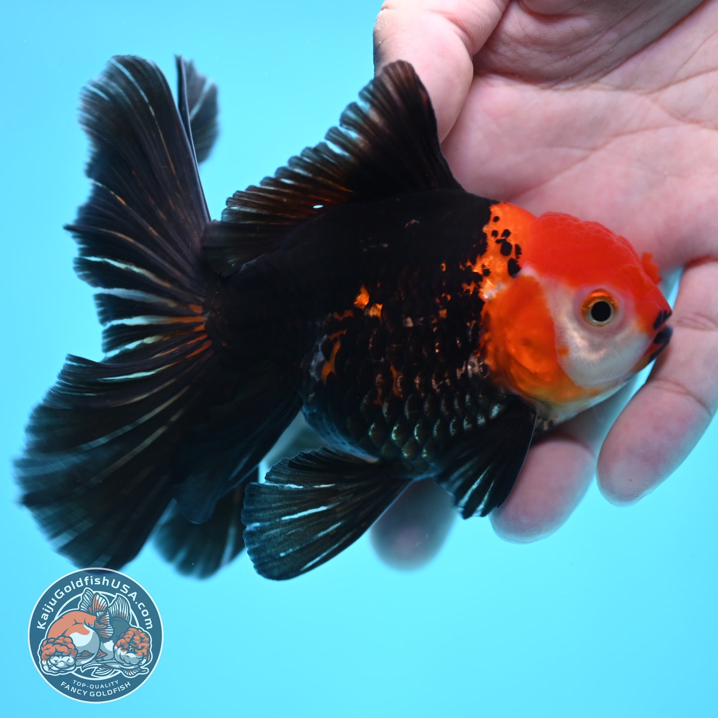 Tricolor Oranda 3.5 inch Body (250613_OR14)