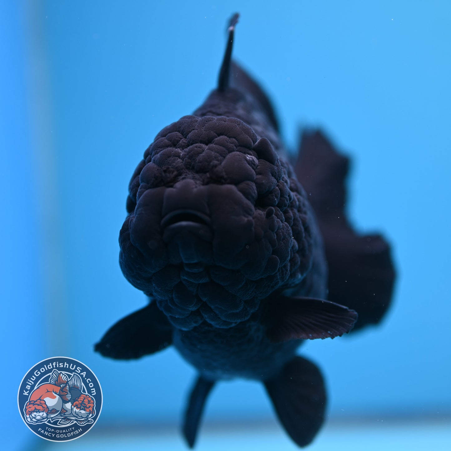Shogun Godzilla Jumbo Jet Black Oranda 5 inch Body (250815_OR14)