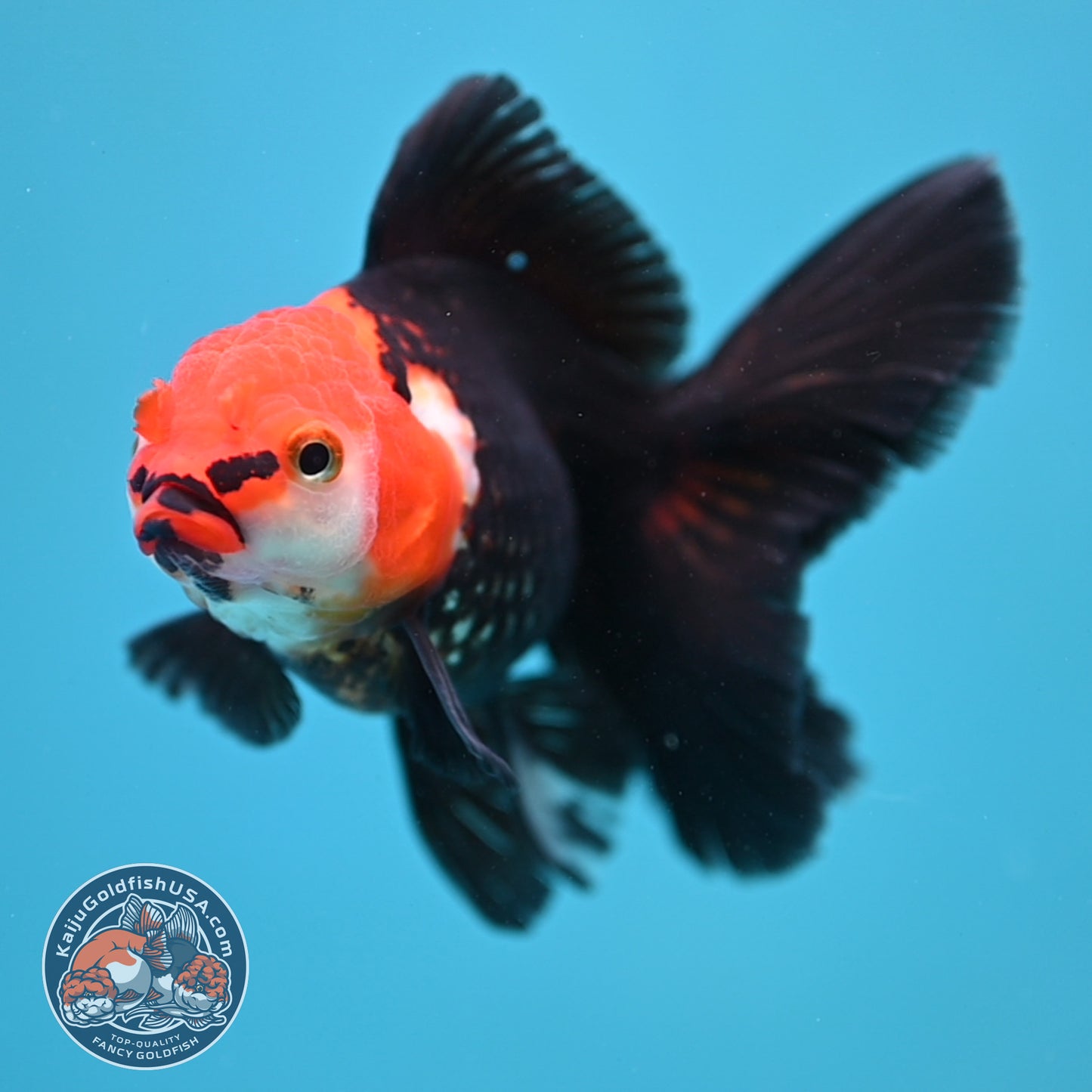Tricolor Oranda 3.5 inch Body (250613_OR14)