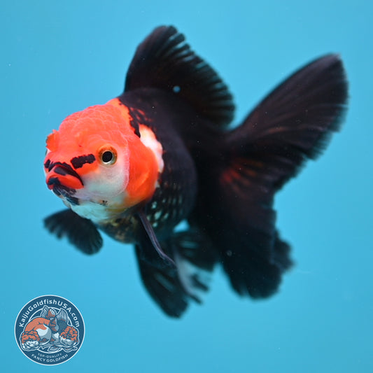 Tricolor Oranda 3.5 inch Body (250613_OR14)