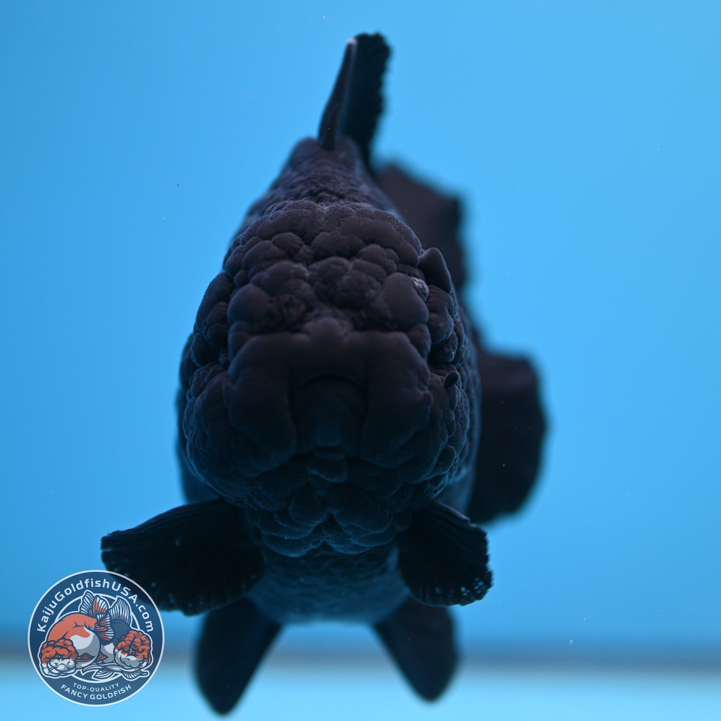 Shogun Godzilla Jumbo Jet Black Oranda 5 inch Body (250815_OR14)